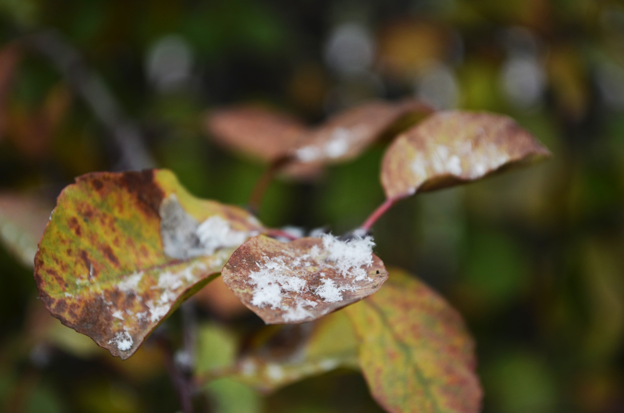 Природа. Анастасия Куц | фотограф | Пермский край