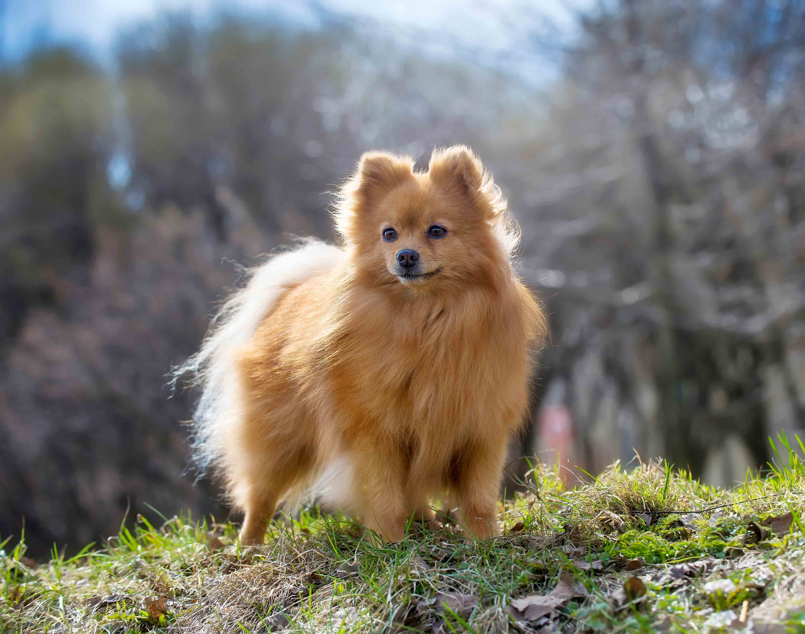 Собаки. Портретная и свадебная фотосъемка. Москва и область