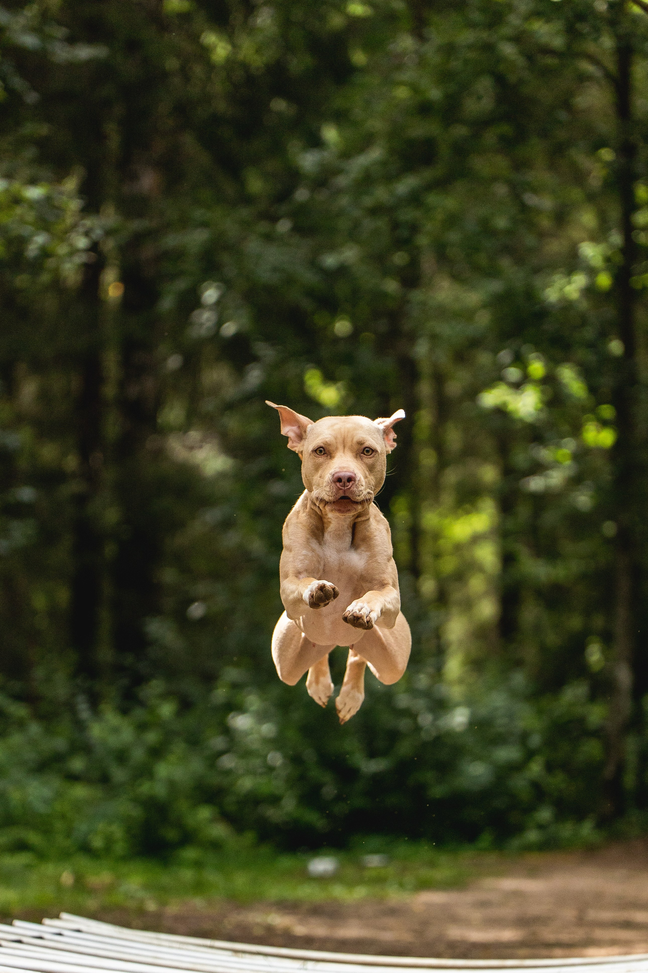 Питстафф-многоборье. Фотограф для людей и их питомцев Вика Шальнева