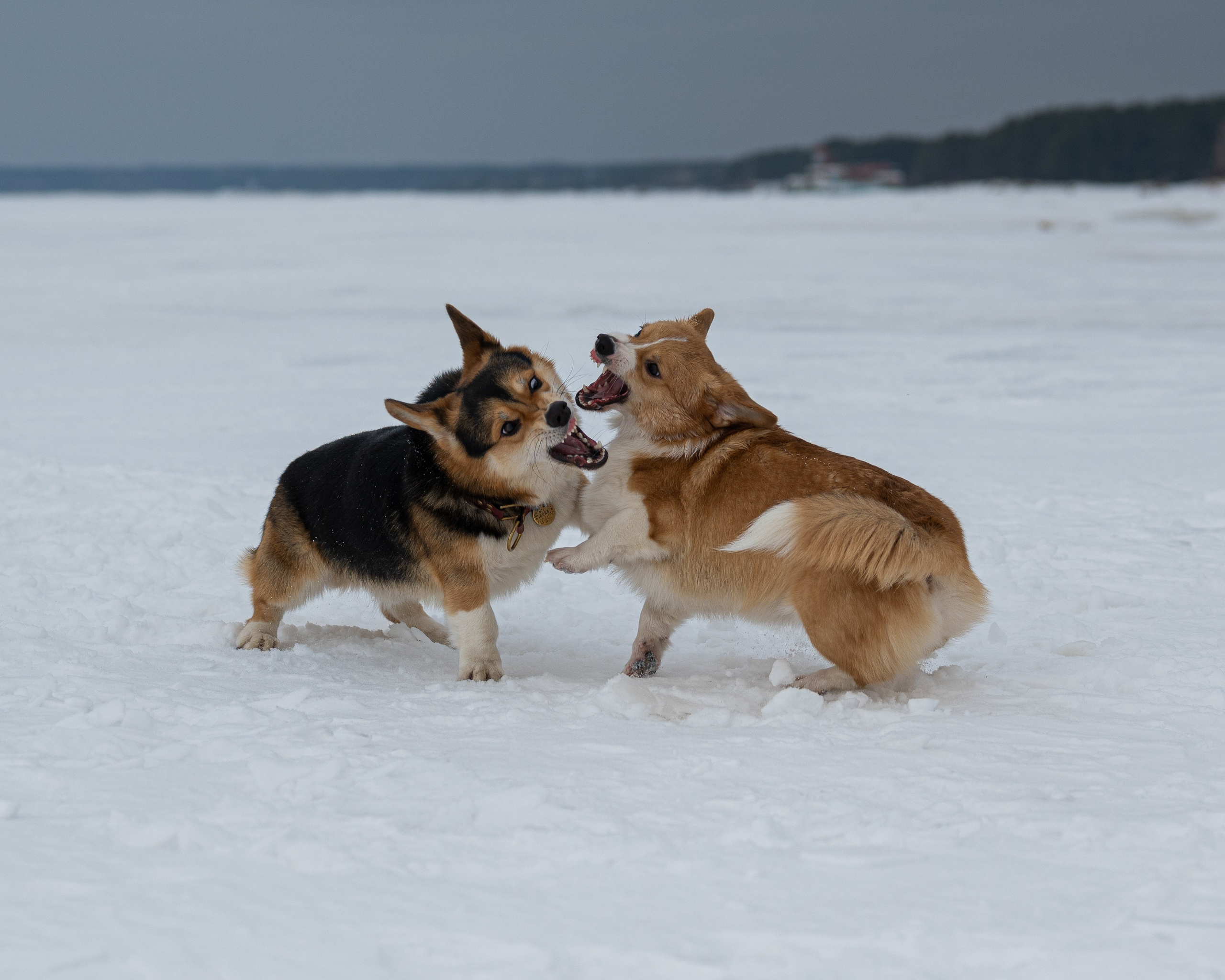 Вы и ваши питомцы. Фотограф в Санкт-Петербурге Александра Ладыгина