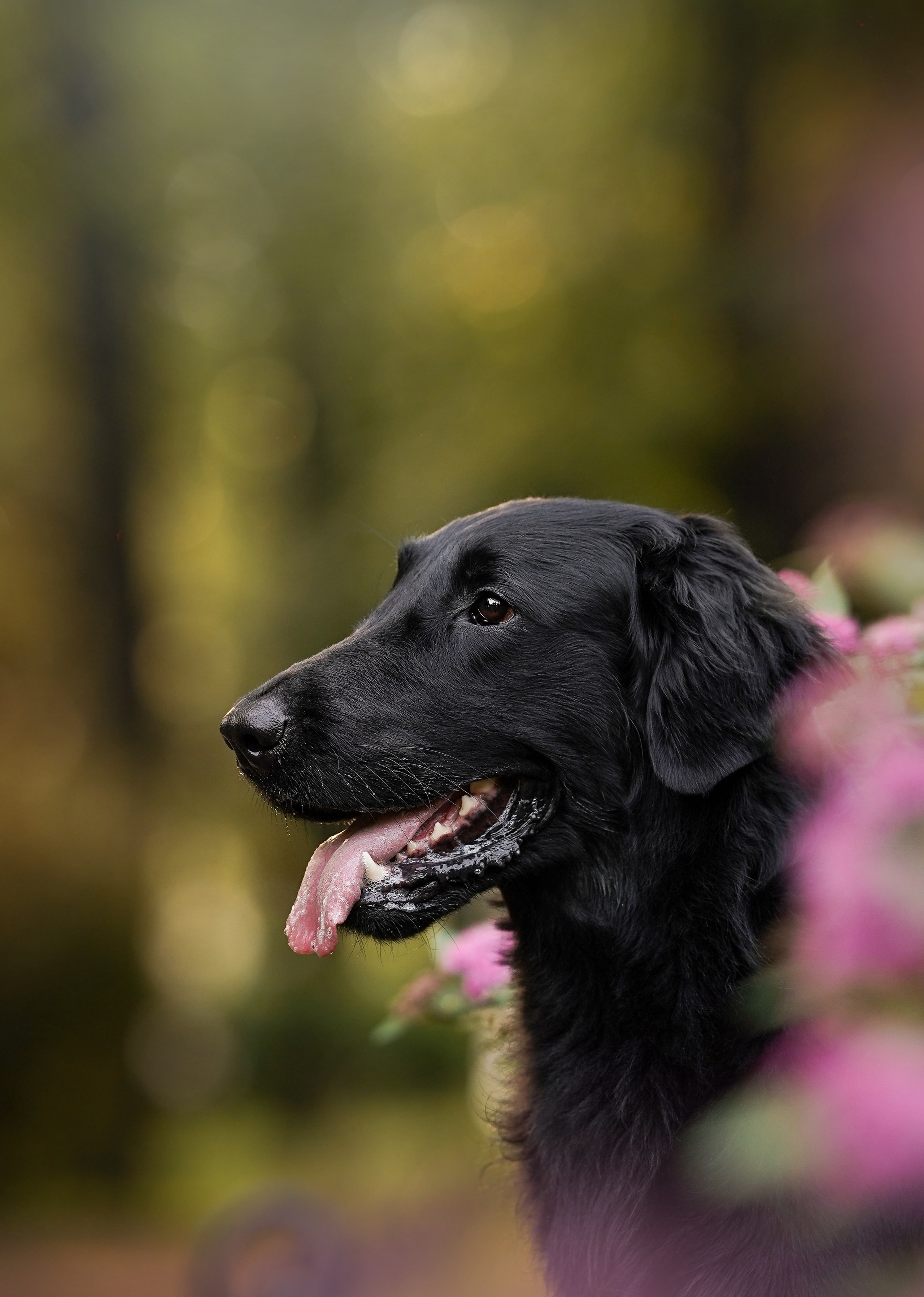 Анна и Мустик. Фотограф-анималист в Санкт-Петербурге Яна Мартынова