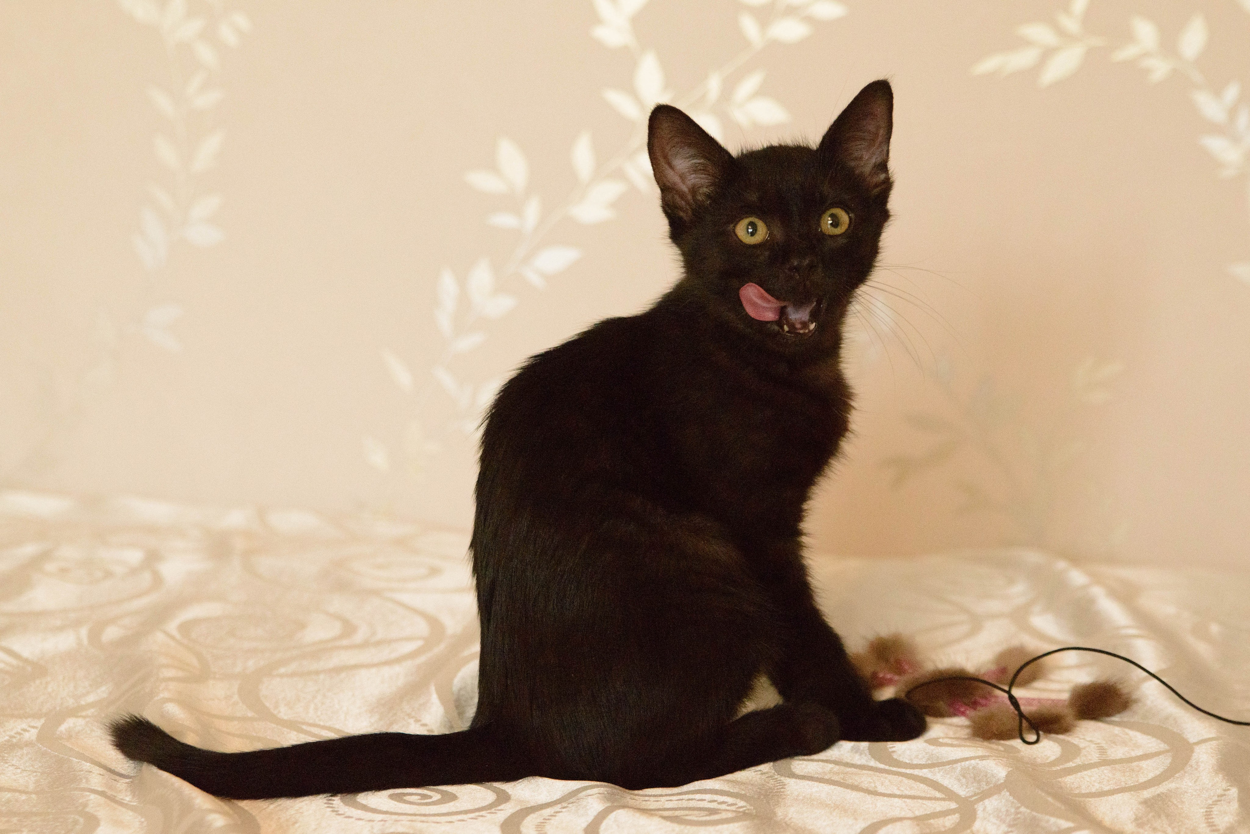 Котёнок. Фотосессии