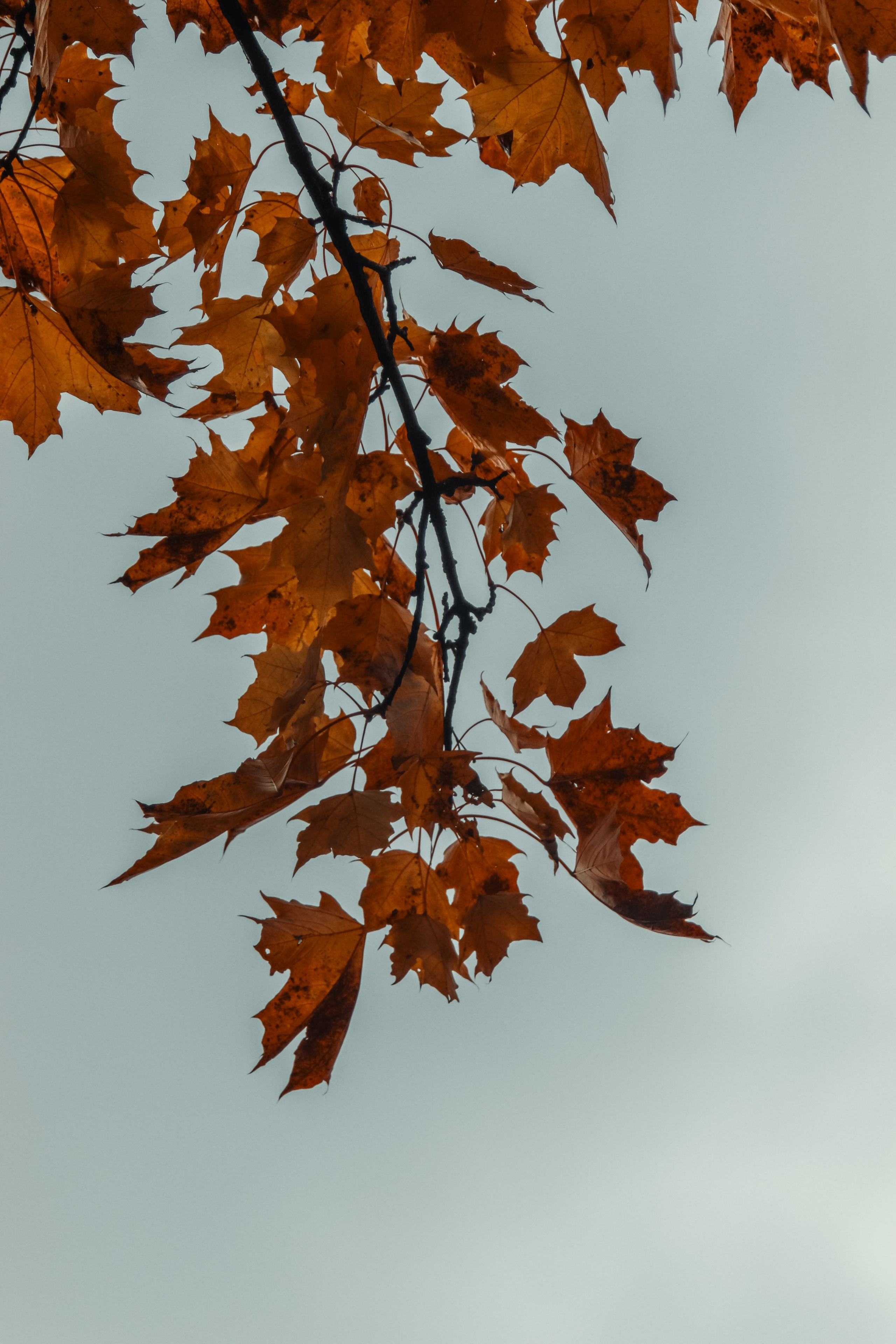 Ж Е Л Т Ы Й. — Digital Noise —