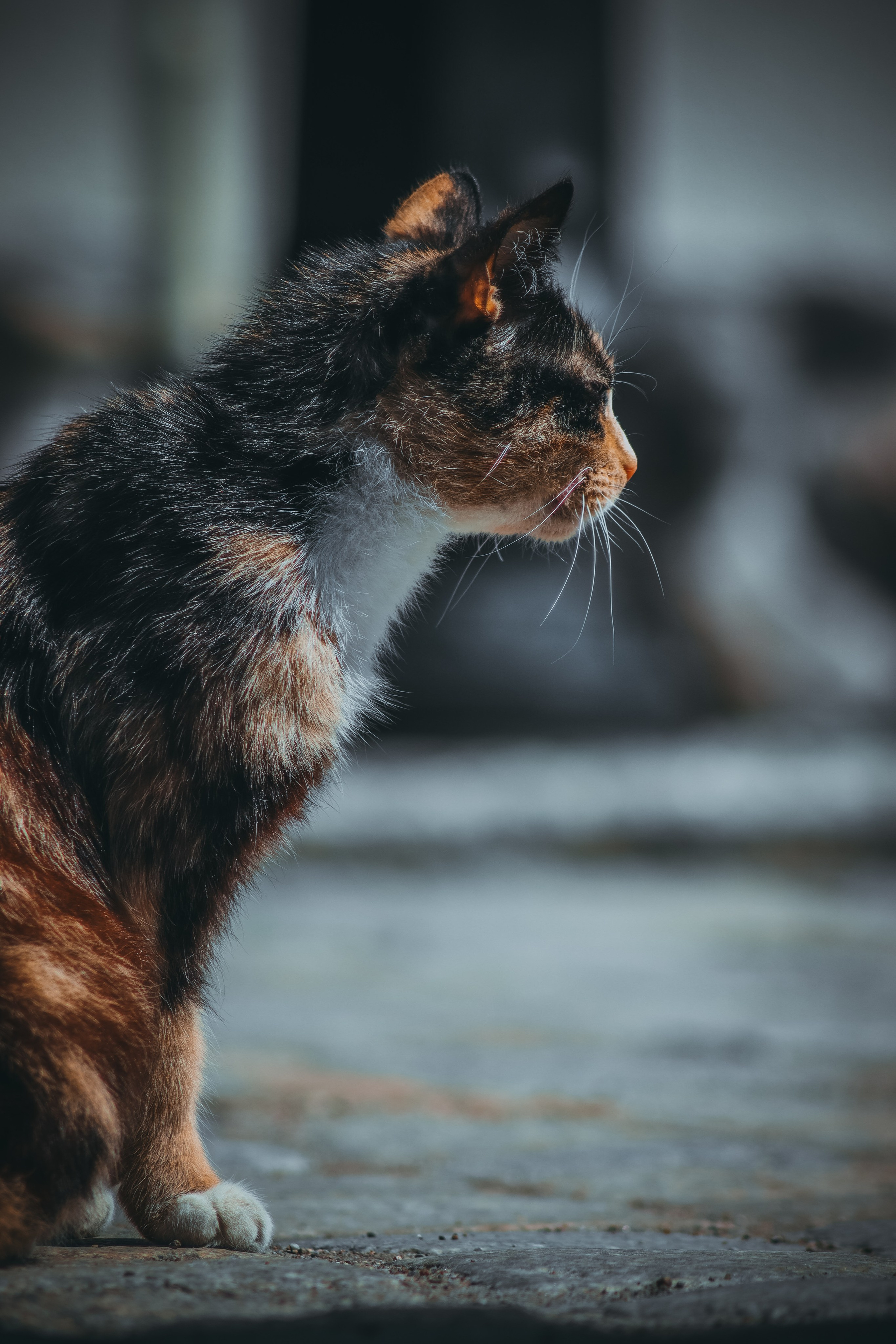 Р А З Н Ы Е — К О Т Ы. — Digital Noise —