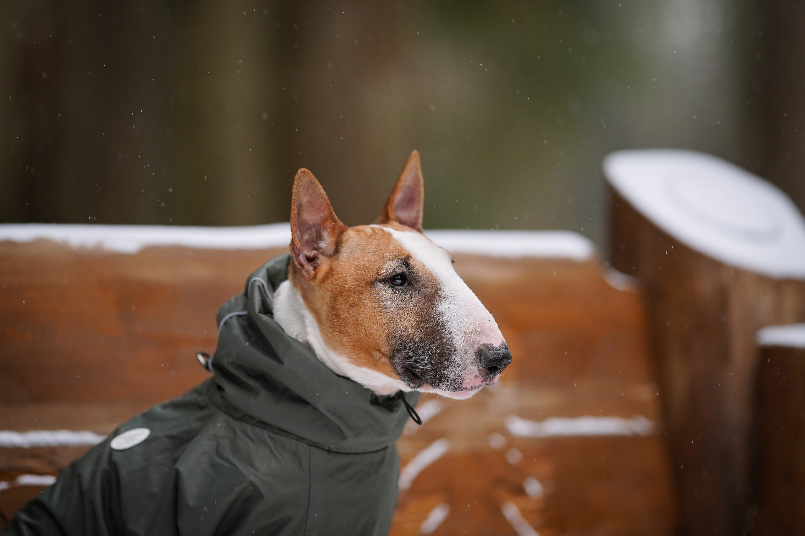 Юни и Панда. Фотограф-анималист в Санкт-Петербурге Яна Мартынова