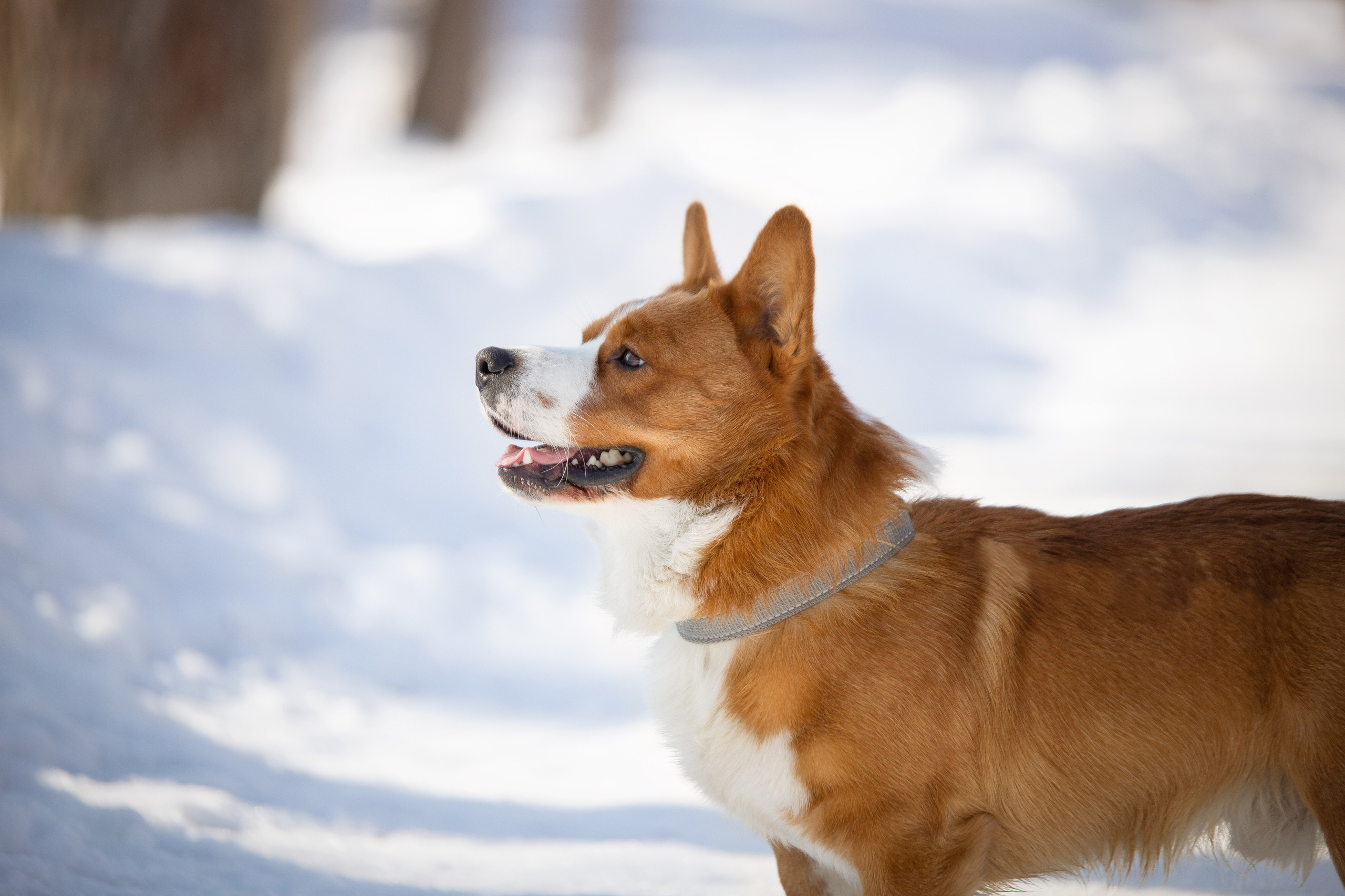 Лакки. Юлия Микульская. Рыбинск