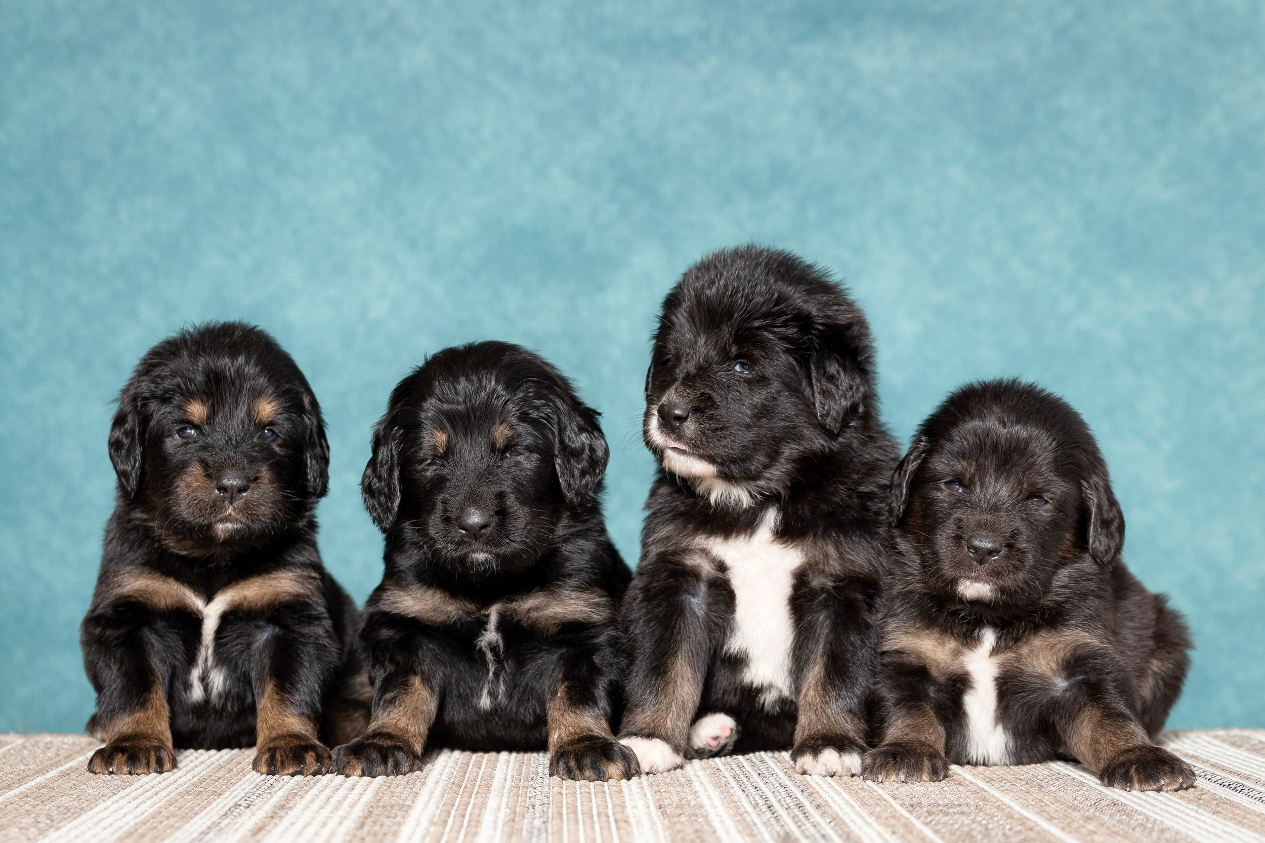 Тибетский мастиф. Юлия Микульская. Рыбинск