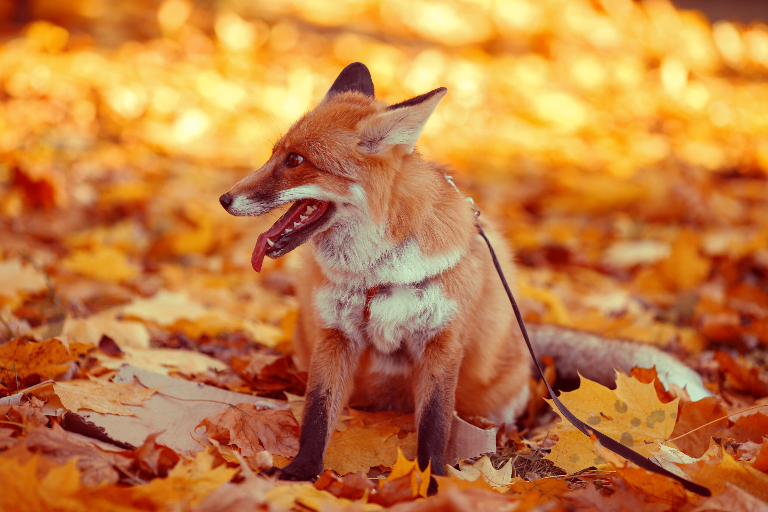 Фотосессия с лисой. Семейный и свадебный фотограф в Минске Ирина Тихонова