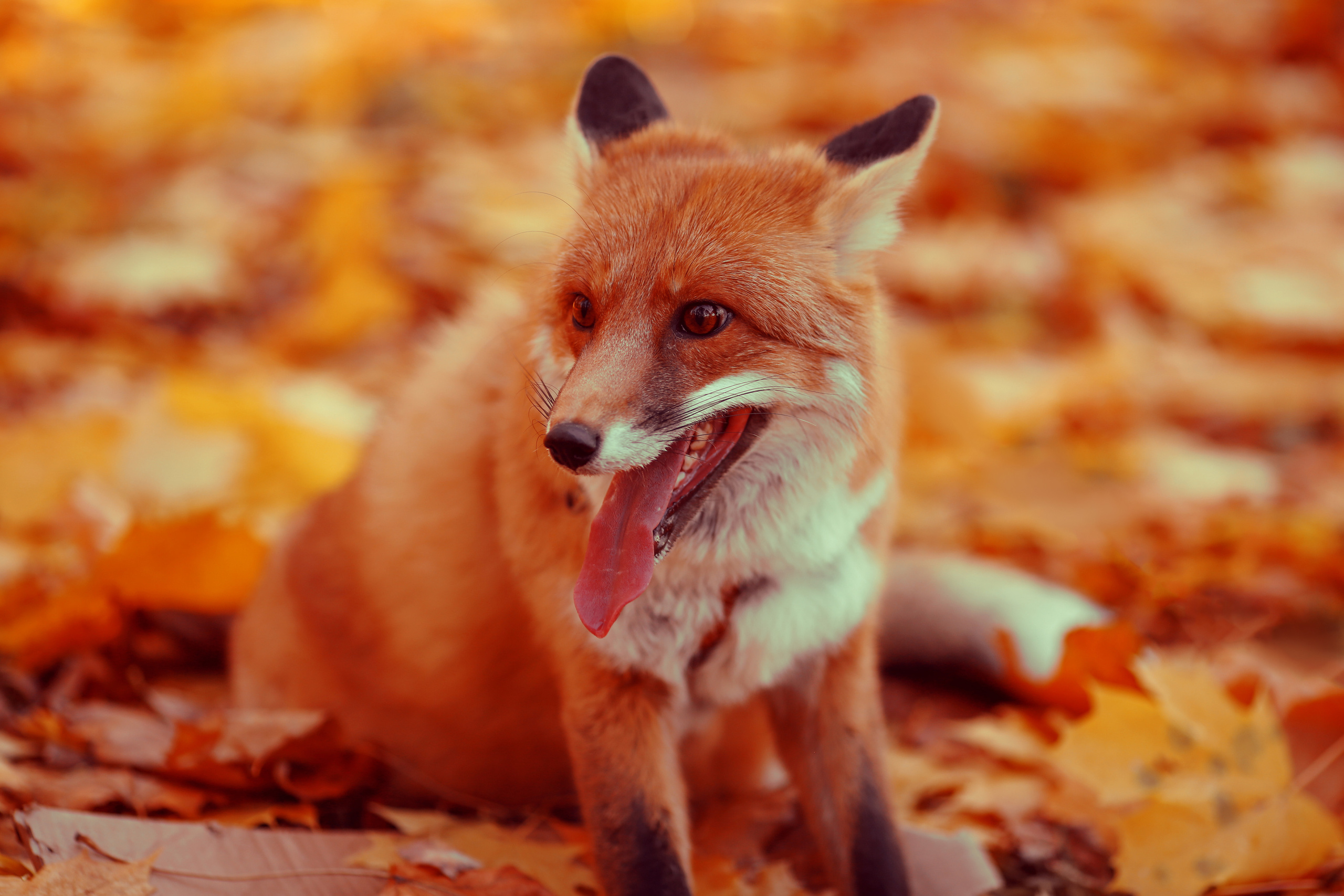 Фотосессия с лисой. Семейный и свадебный фотограф в Минске Ирина Тихонова