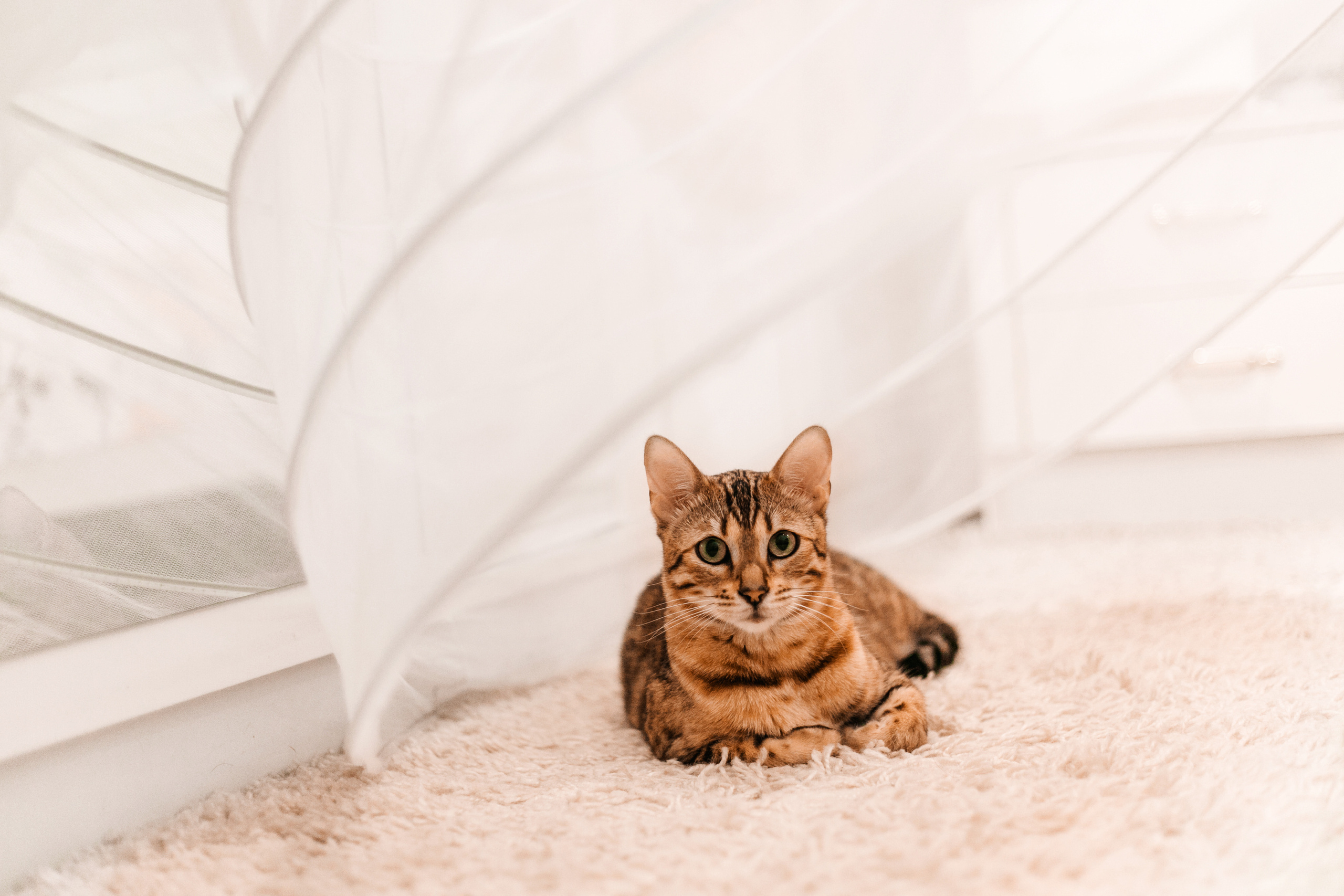 Алена и Павел. Семейный и свадебный фотограф в Минске Ирина Тихонова