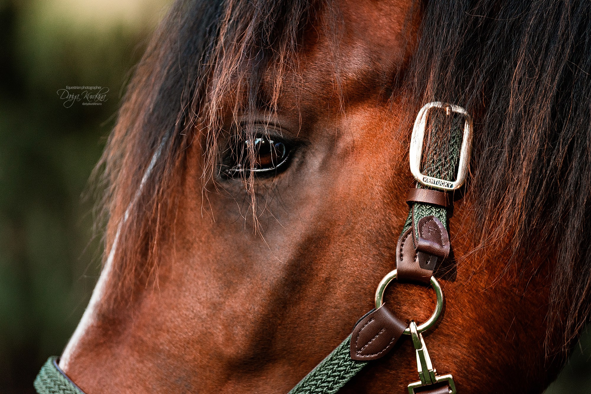 Волконский. Конный фотограф Куракина Дарья • Фотосессии с лошадьми