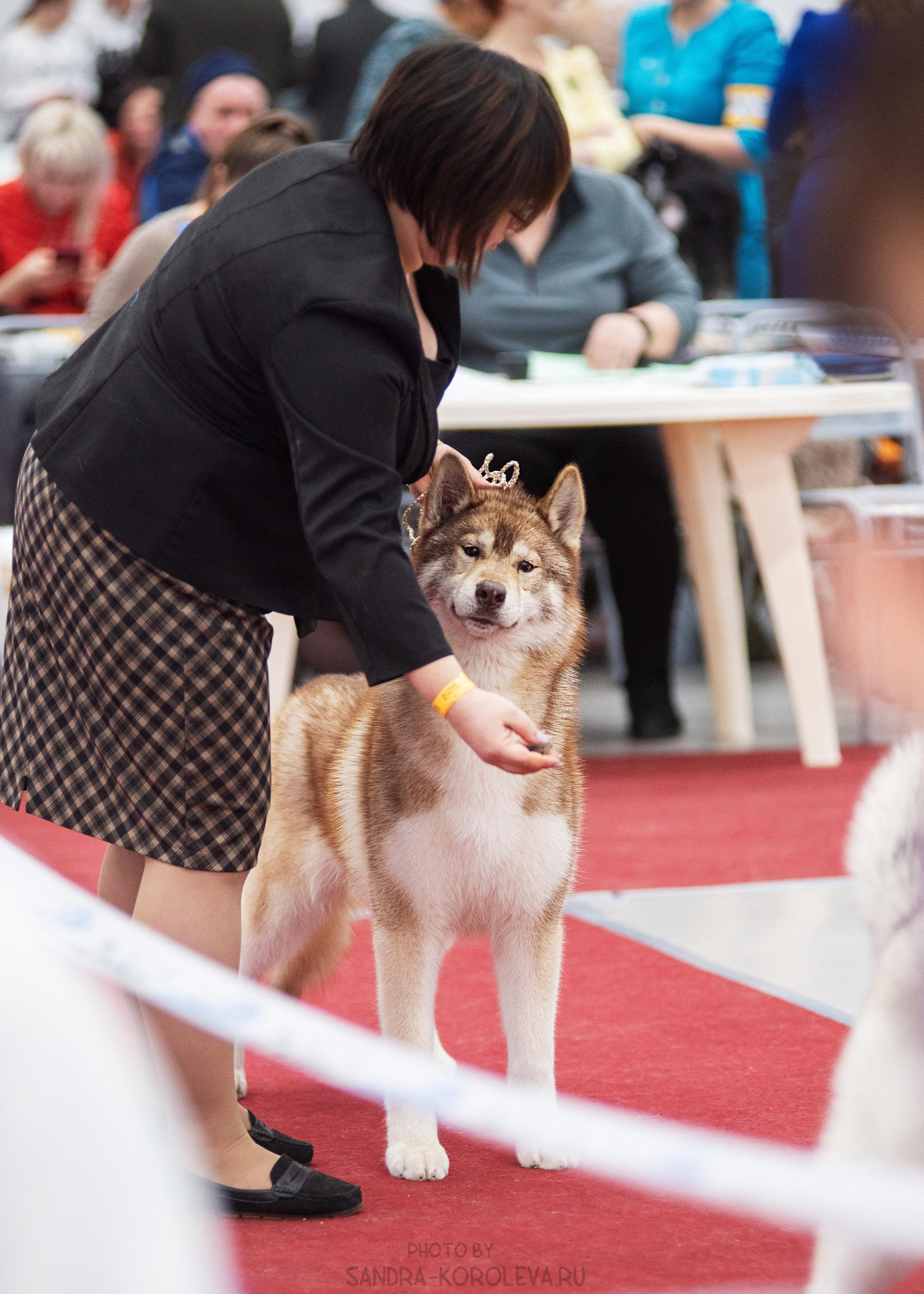 Выставка собак тюмень 14.01.2023. Дог-фотограф в Тюмени Александра Королева