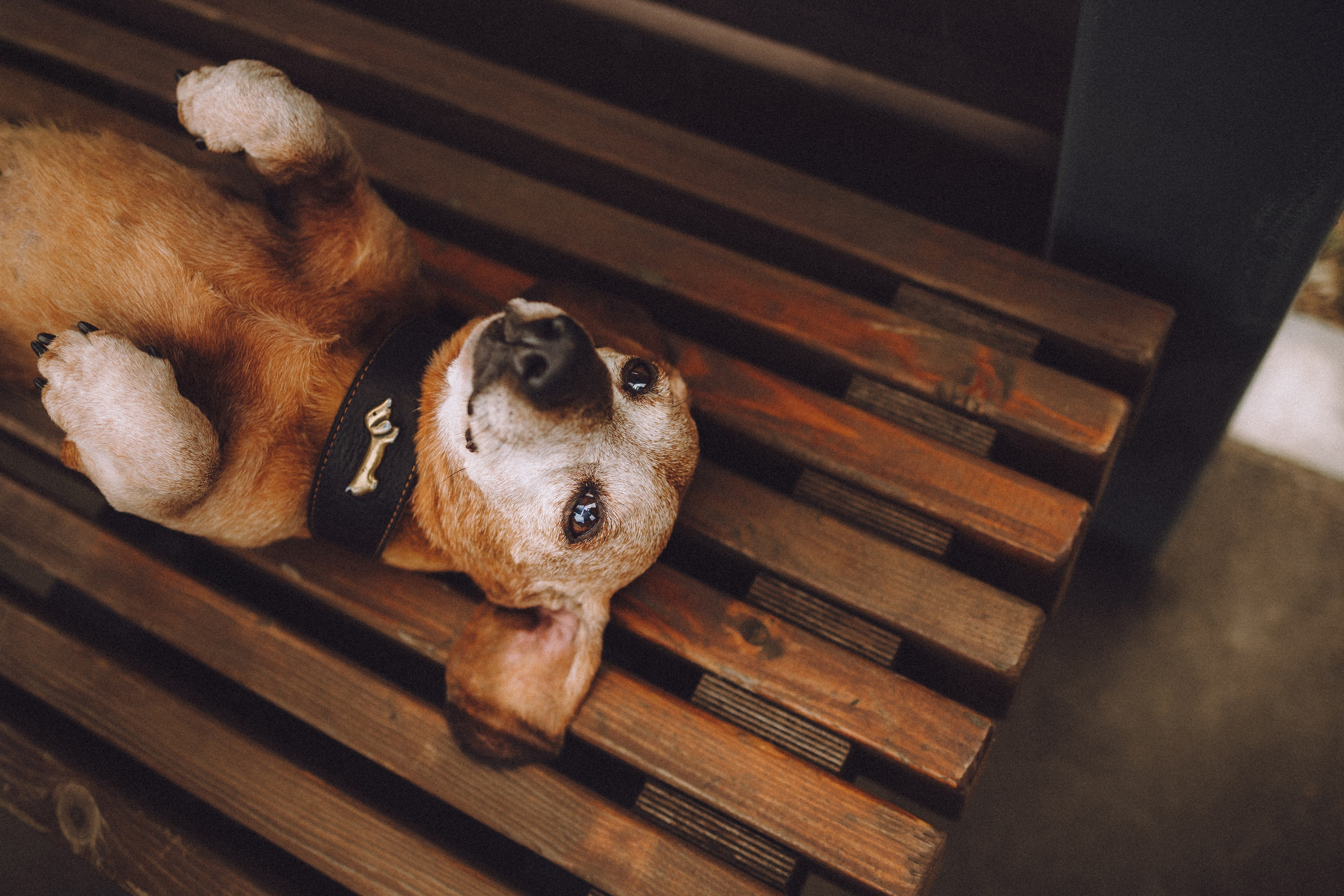 Груша, Данни, Фунтик и их семья