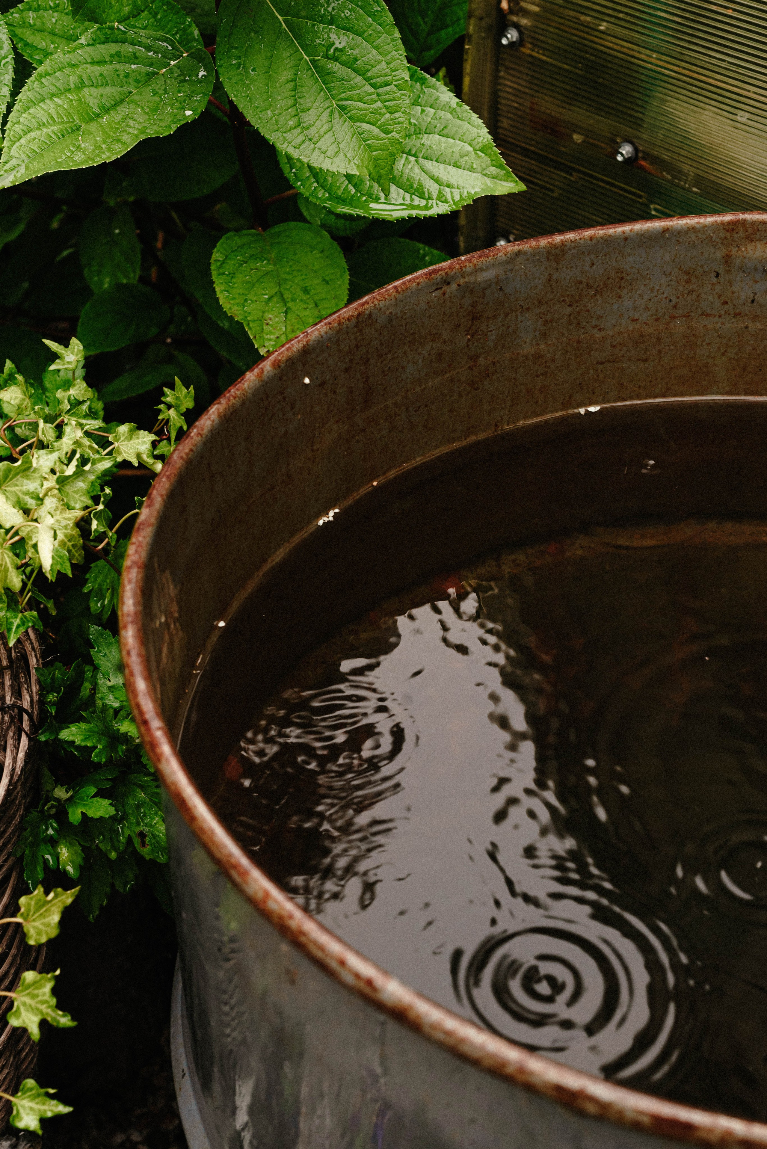 Лесное царство Оксаны. Свадебный и семейный фотограф в Новосибирске, Санкт-Петербурге, Москве