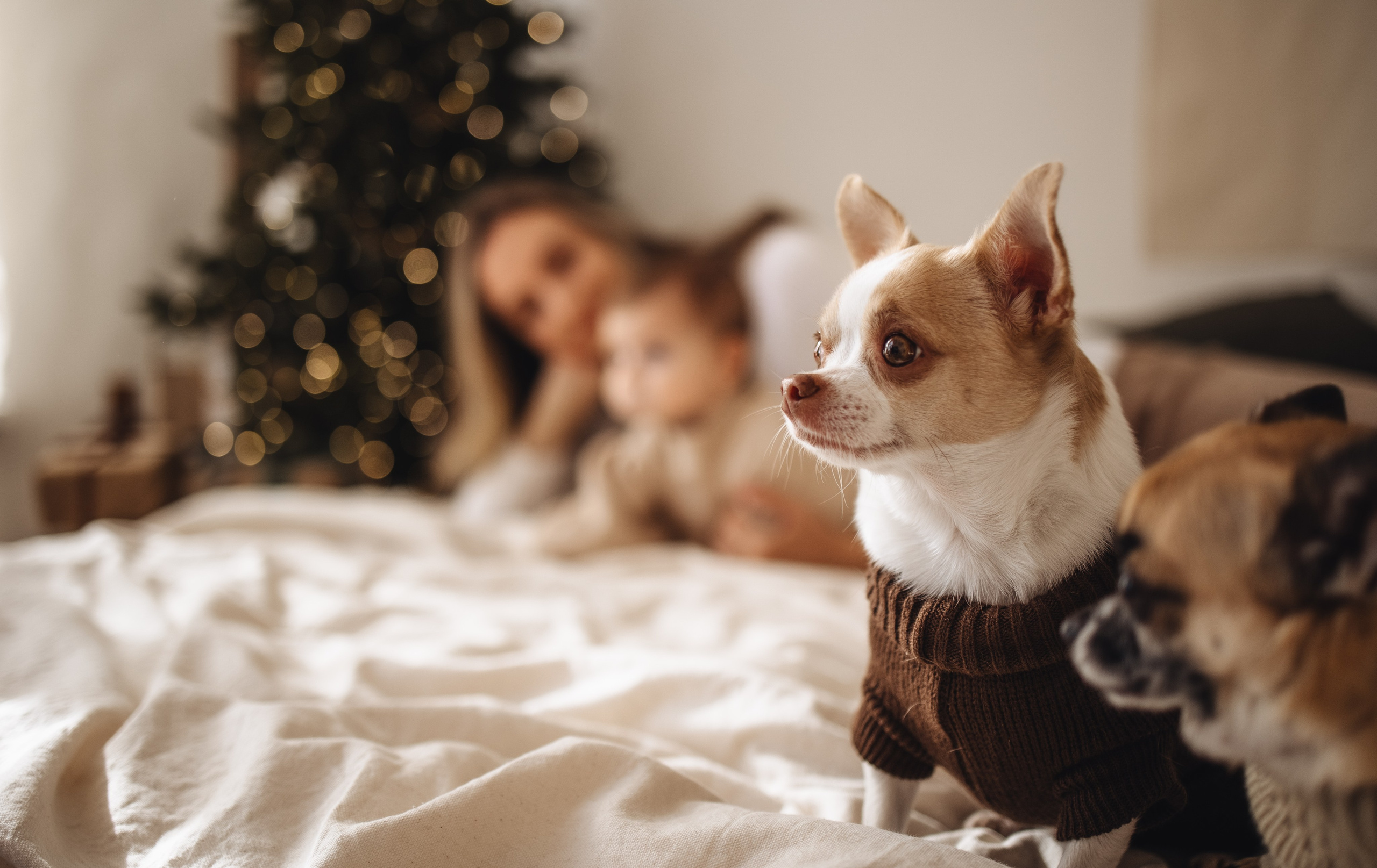 Семья Ангелины. Семейный и детский фотограф в Краснодаре Филиппова Ольга