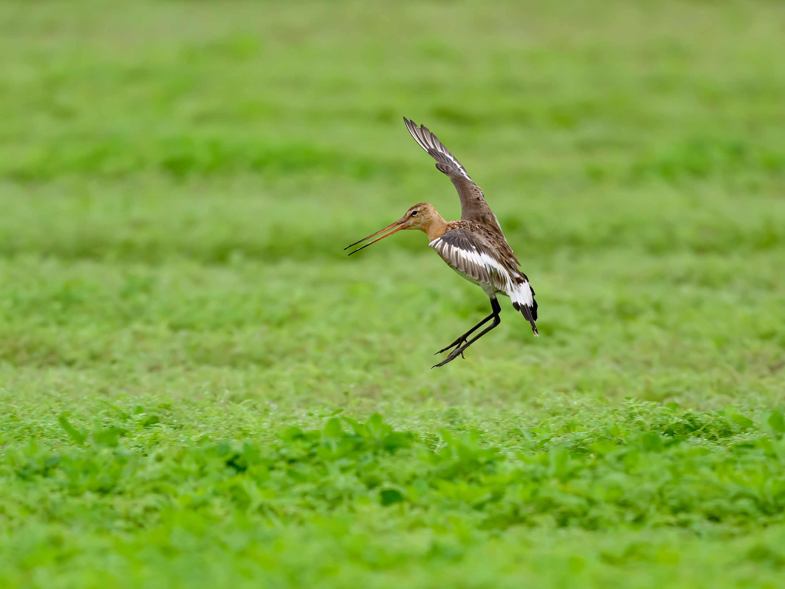Веретенник. Фотограф Сергей Пупонин