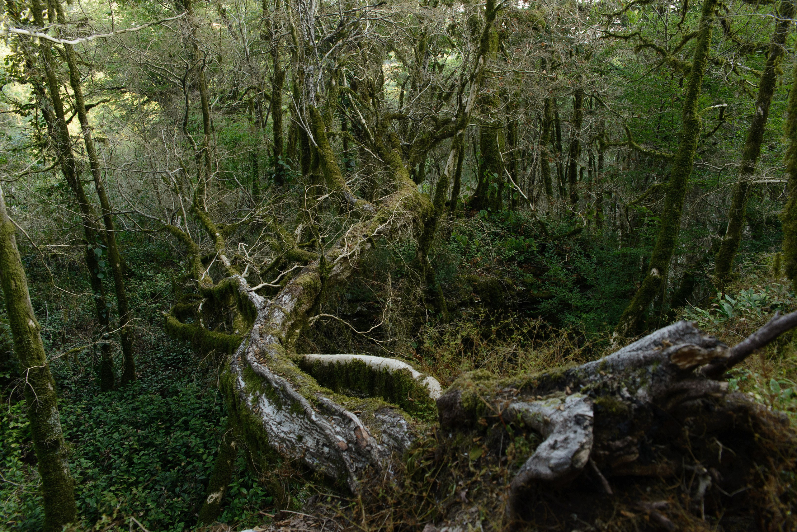 Тисо-самшитовая роща, Сочи