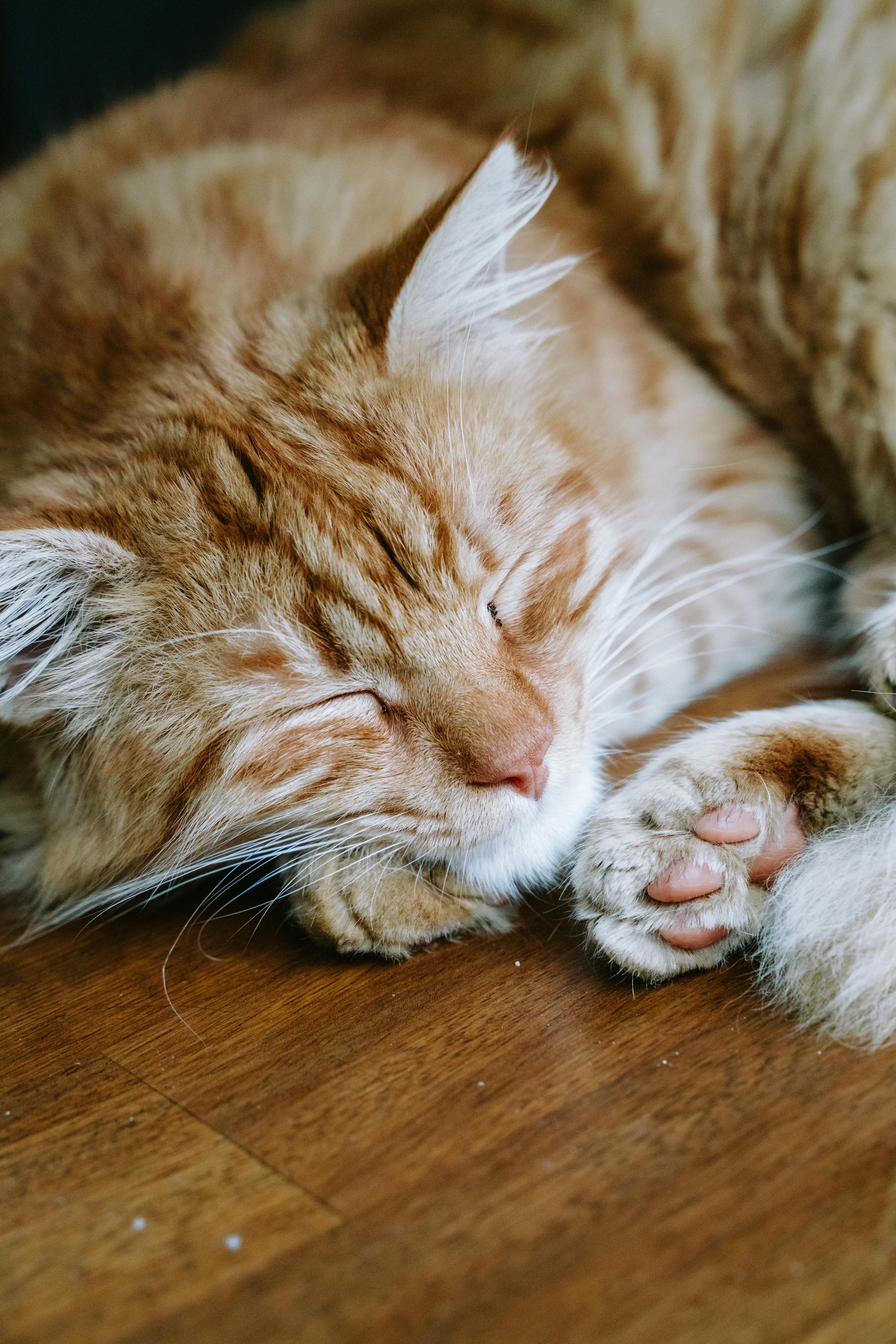 Кошки. Фотографии Дмитрия Захаренко