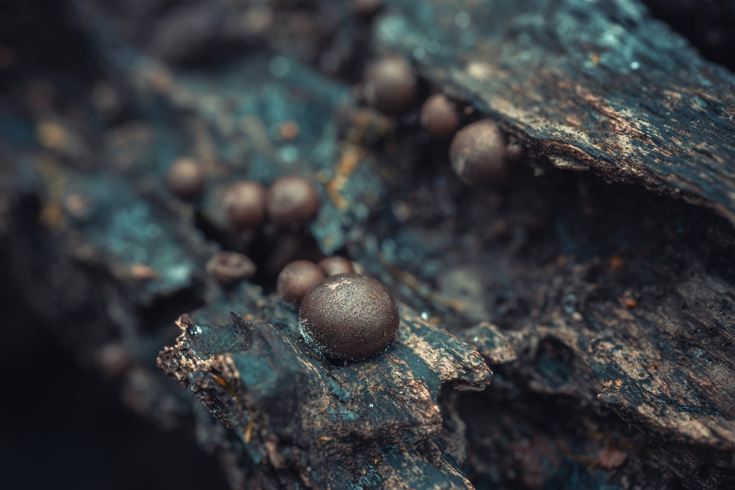 Николай Брытков — фотограф в Туле