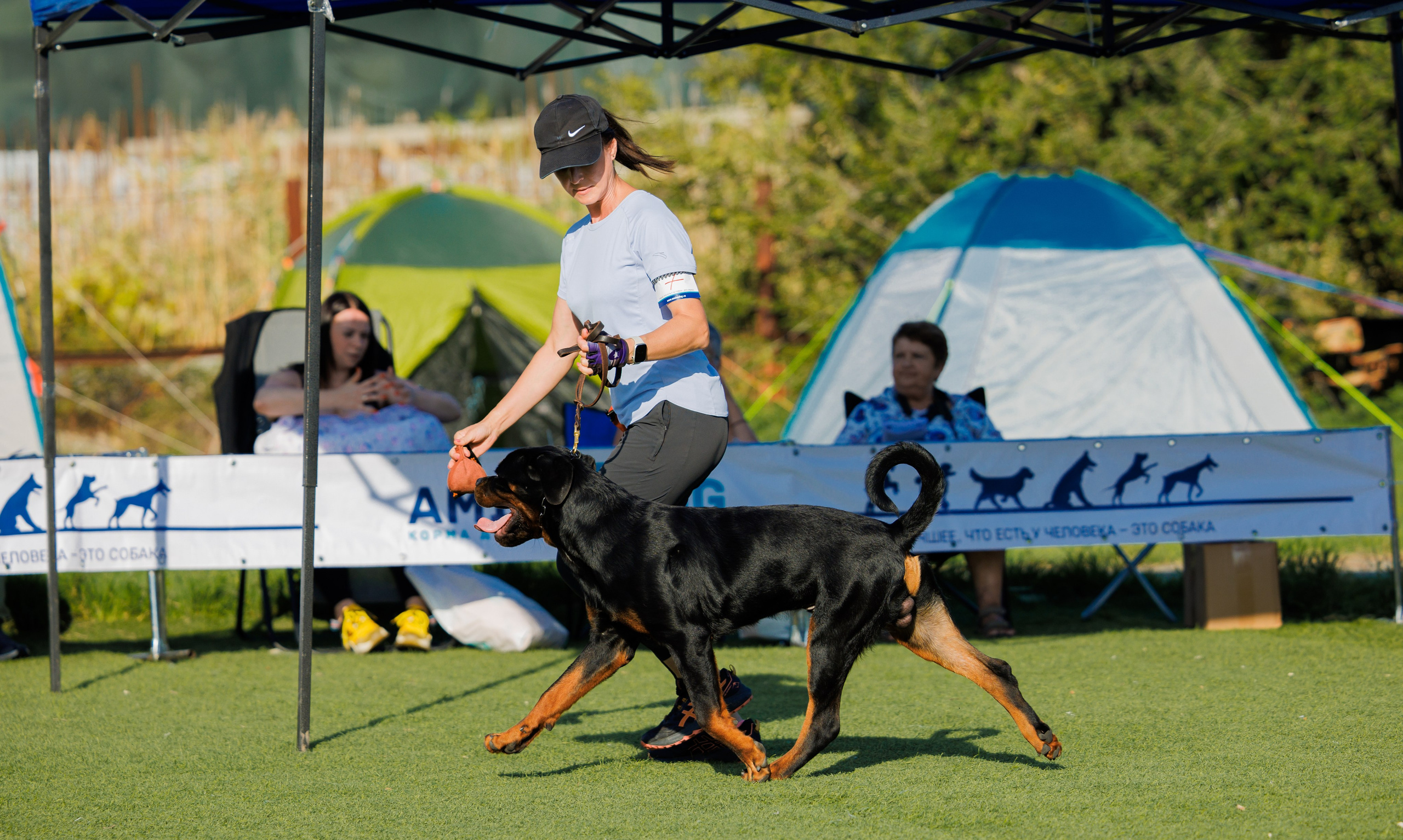 Анапа ротвейлеры 14-15.09.2024. Фотограф-анималист Юлия Германика