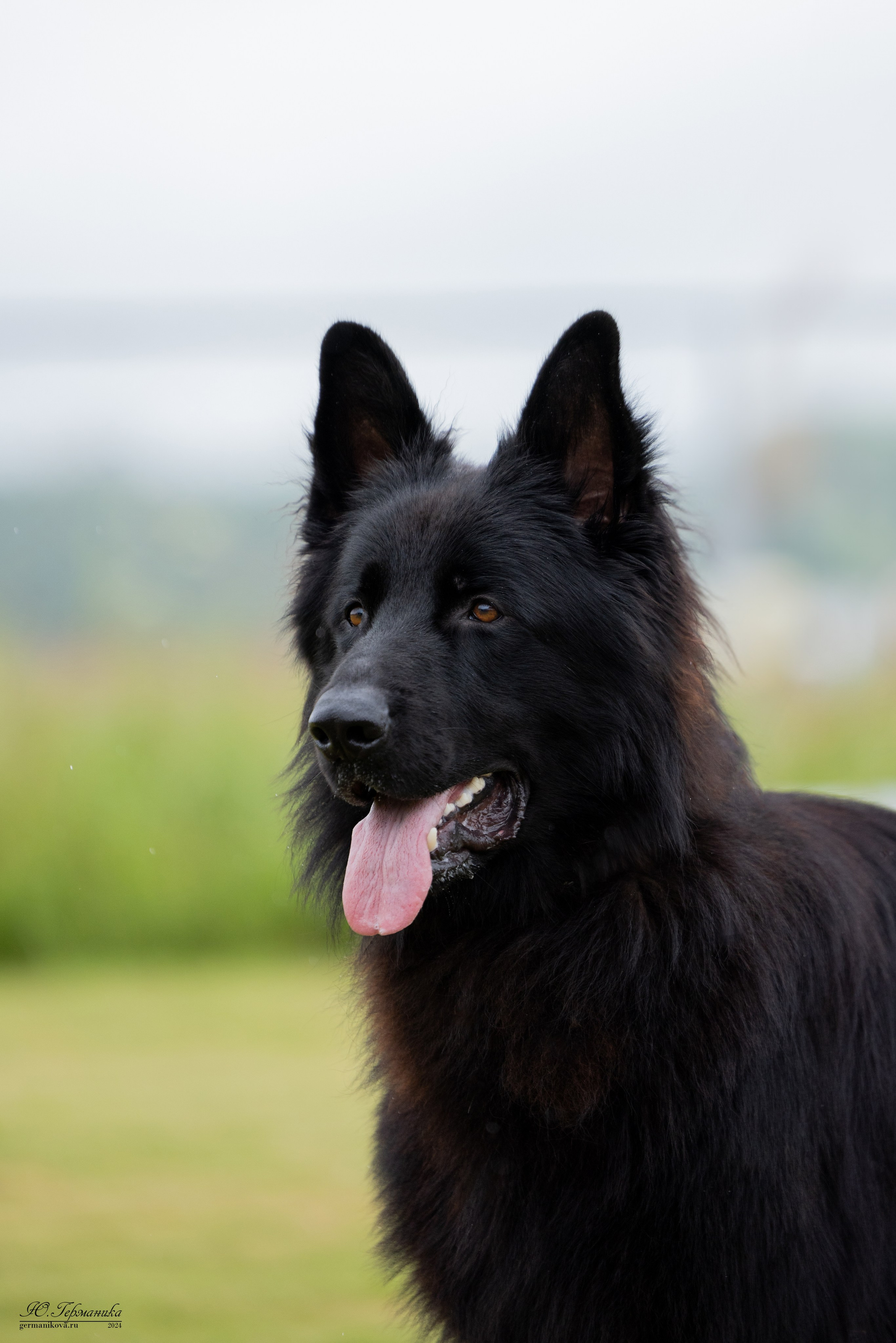 Ярославль 21.07.24 и Балашиха 13.07.24. Фотограф-анималист Юлия Германика