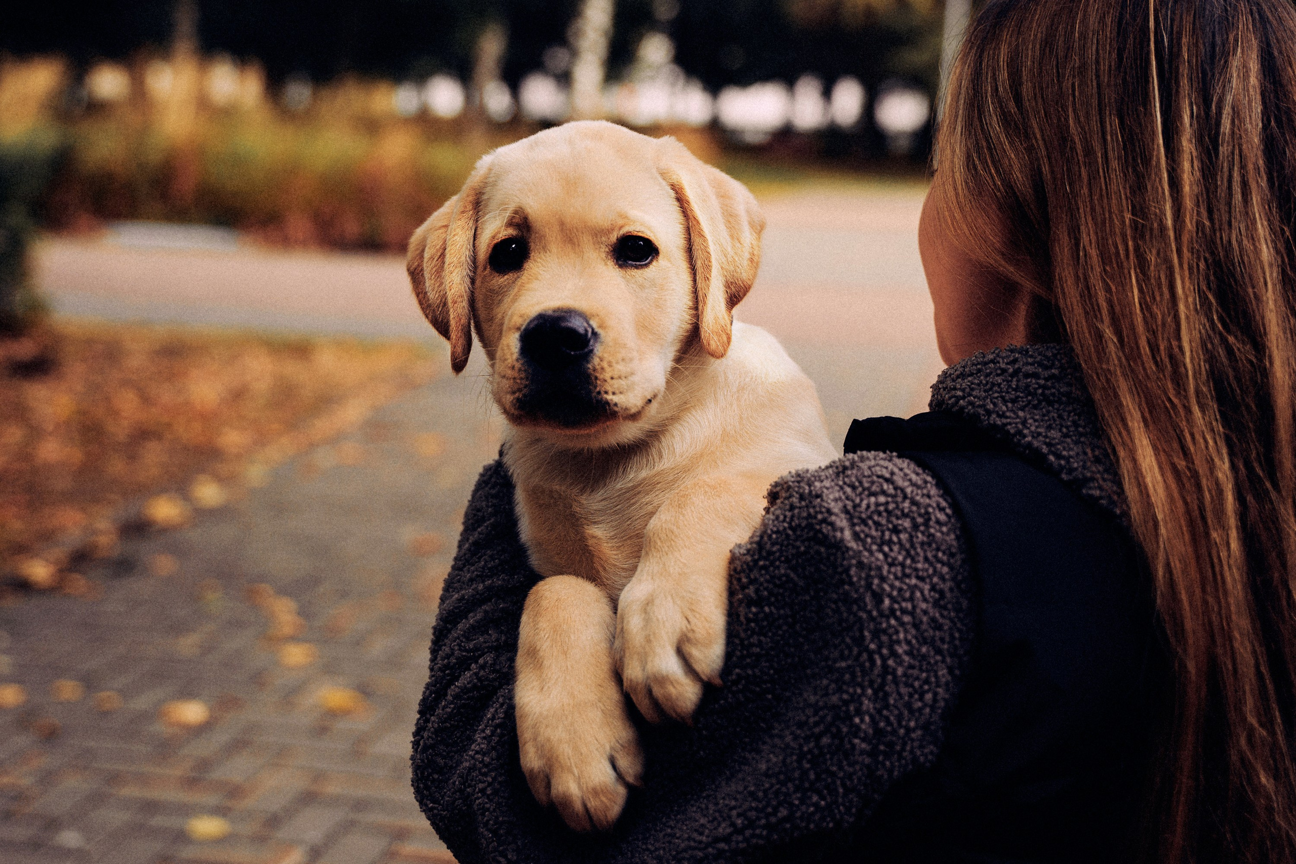 Золотой малыш. Фотограф-анималист, портретный фотограф в Чебоксарах Мария Садыкова