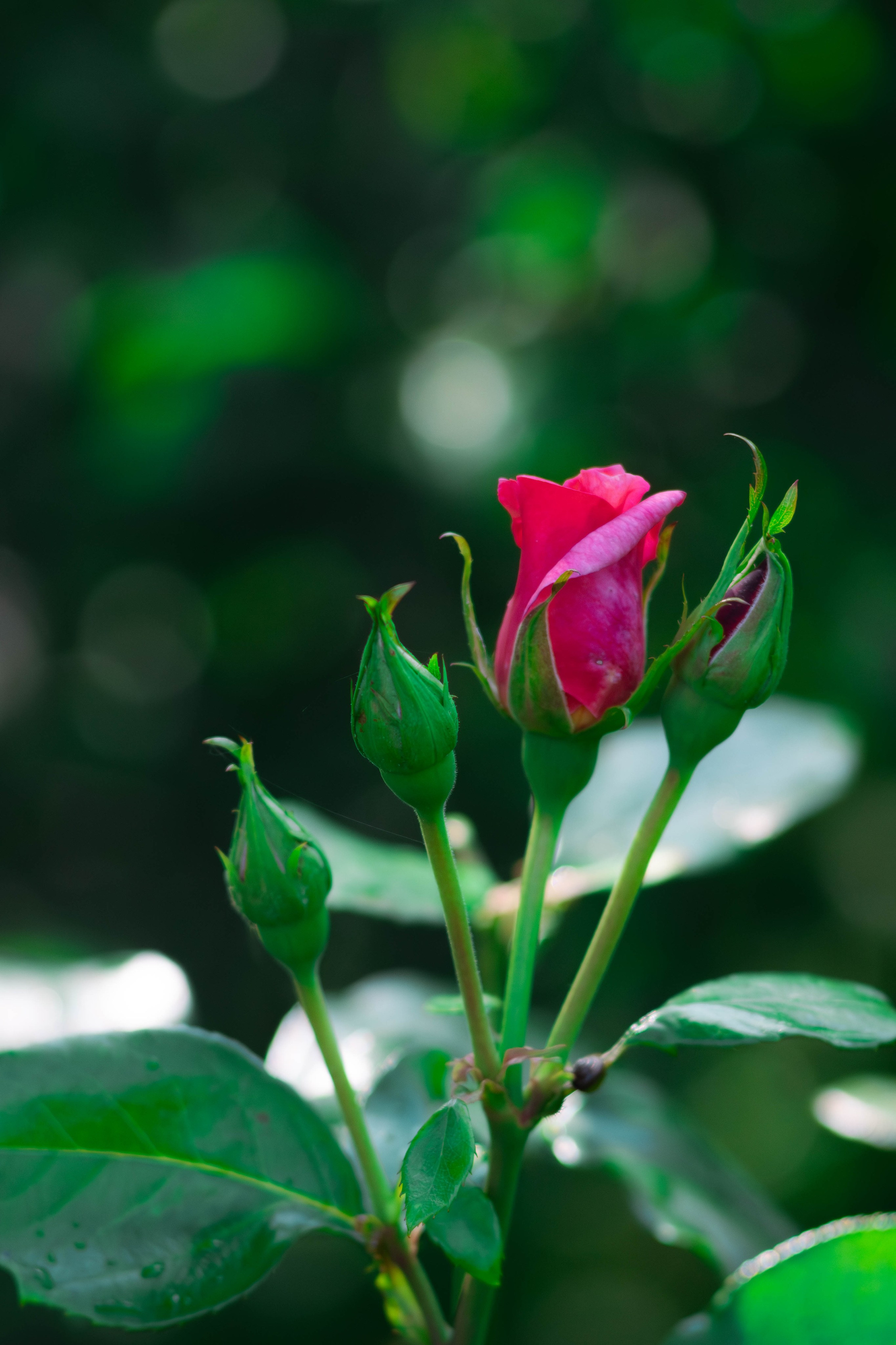 Цветы. Светофография