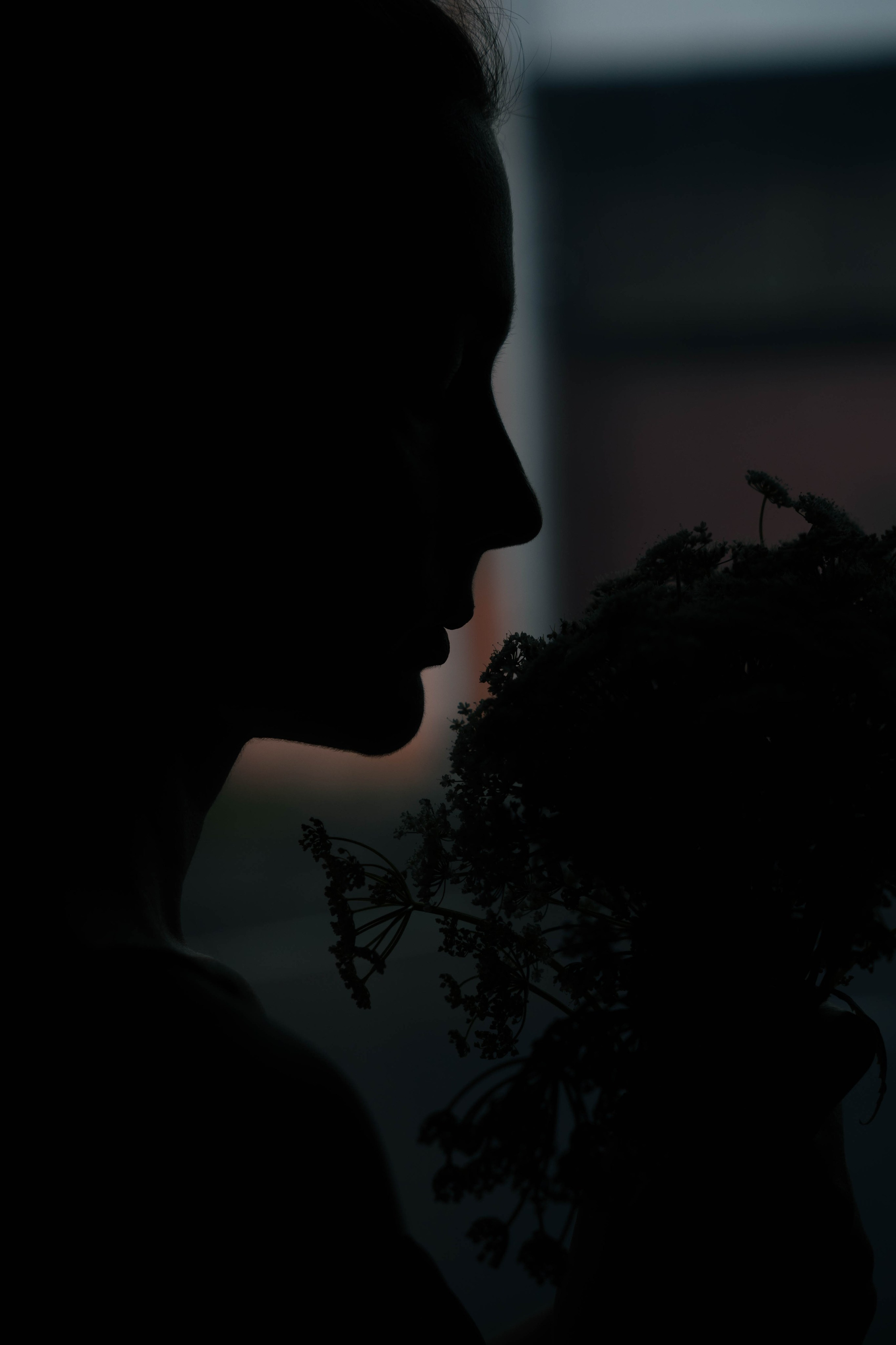 силуэт девушки у окна портрет 