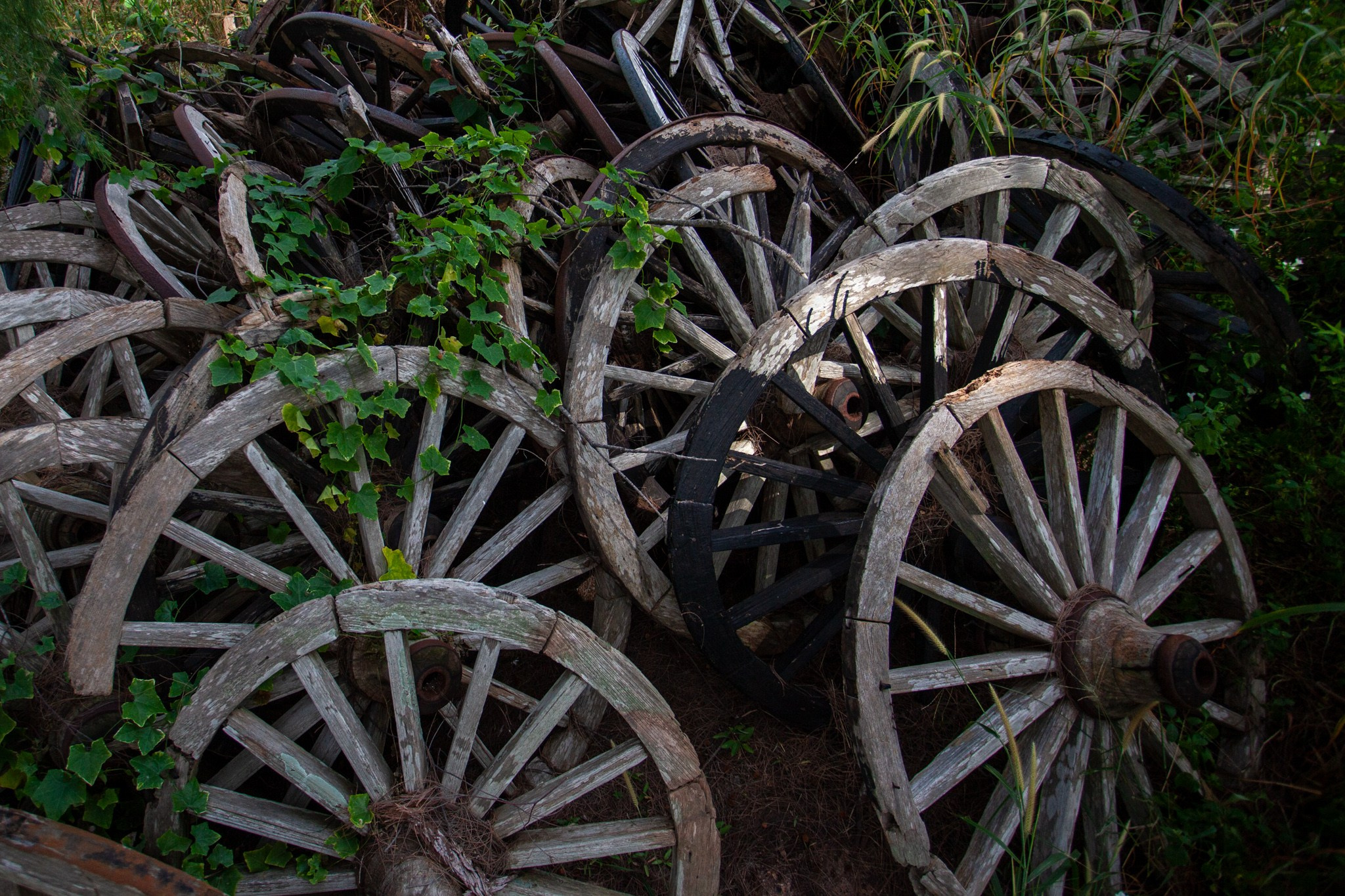 Находка в Таиланде, 2011. Фотограф Василий Буланов