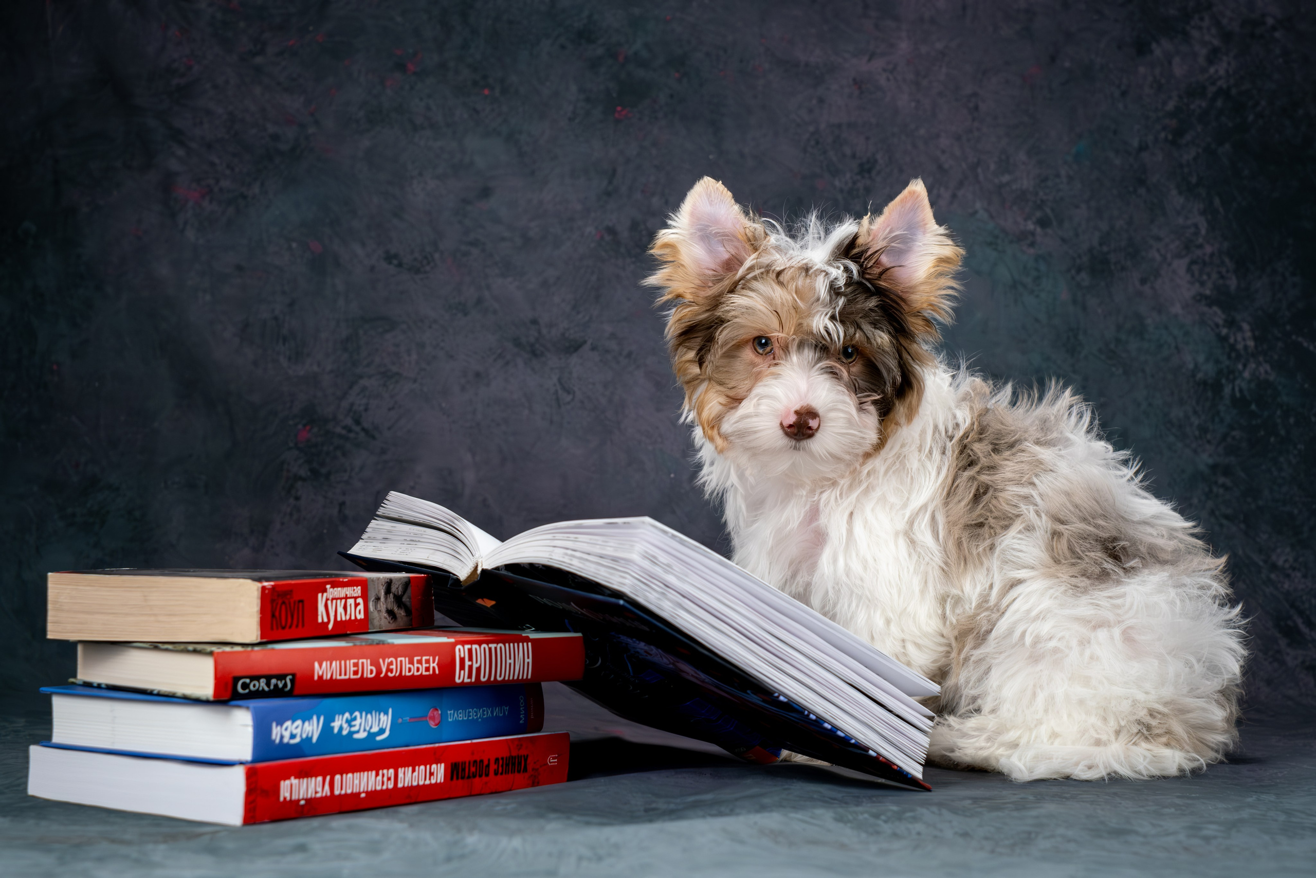 Сказочные биверы для Светланы. Зоофотограф, фотограф животных в Москве и области Дина Дамоцева
