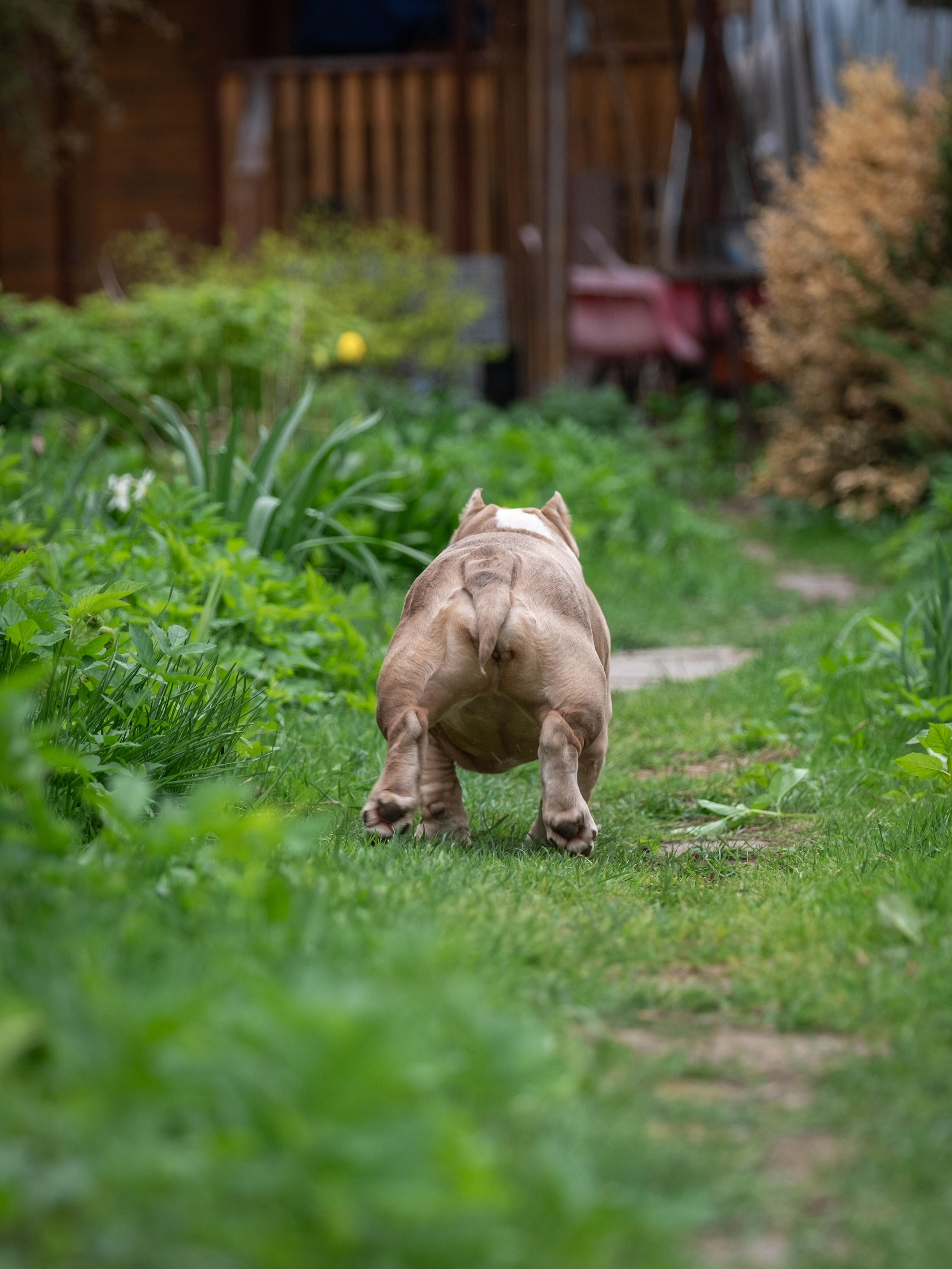 Американские булки для Ирины). Зоофотограф, фотограф животных в Москве и области Дина Дамоцева