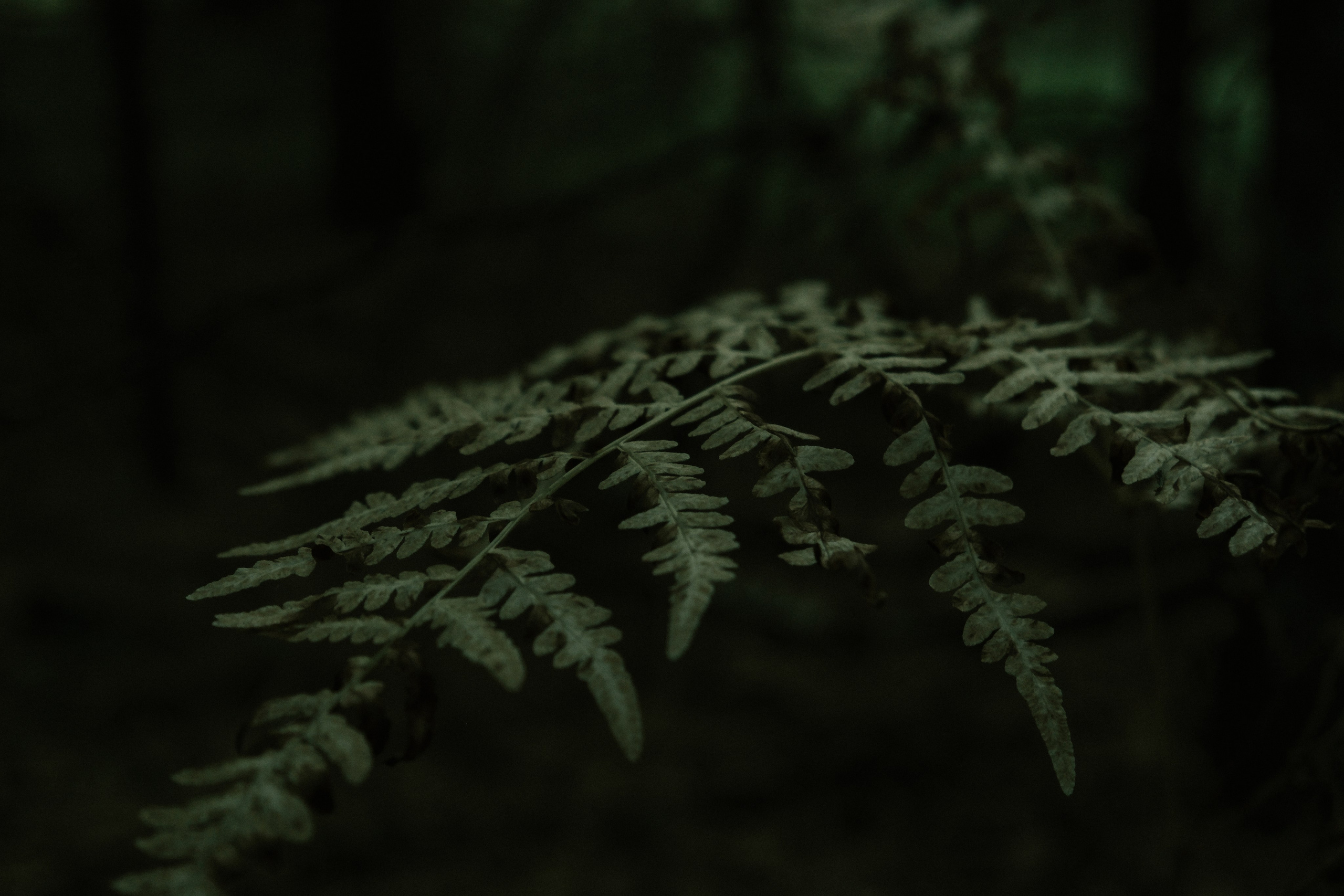 Природа (серия). Фотограф YODLUCE