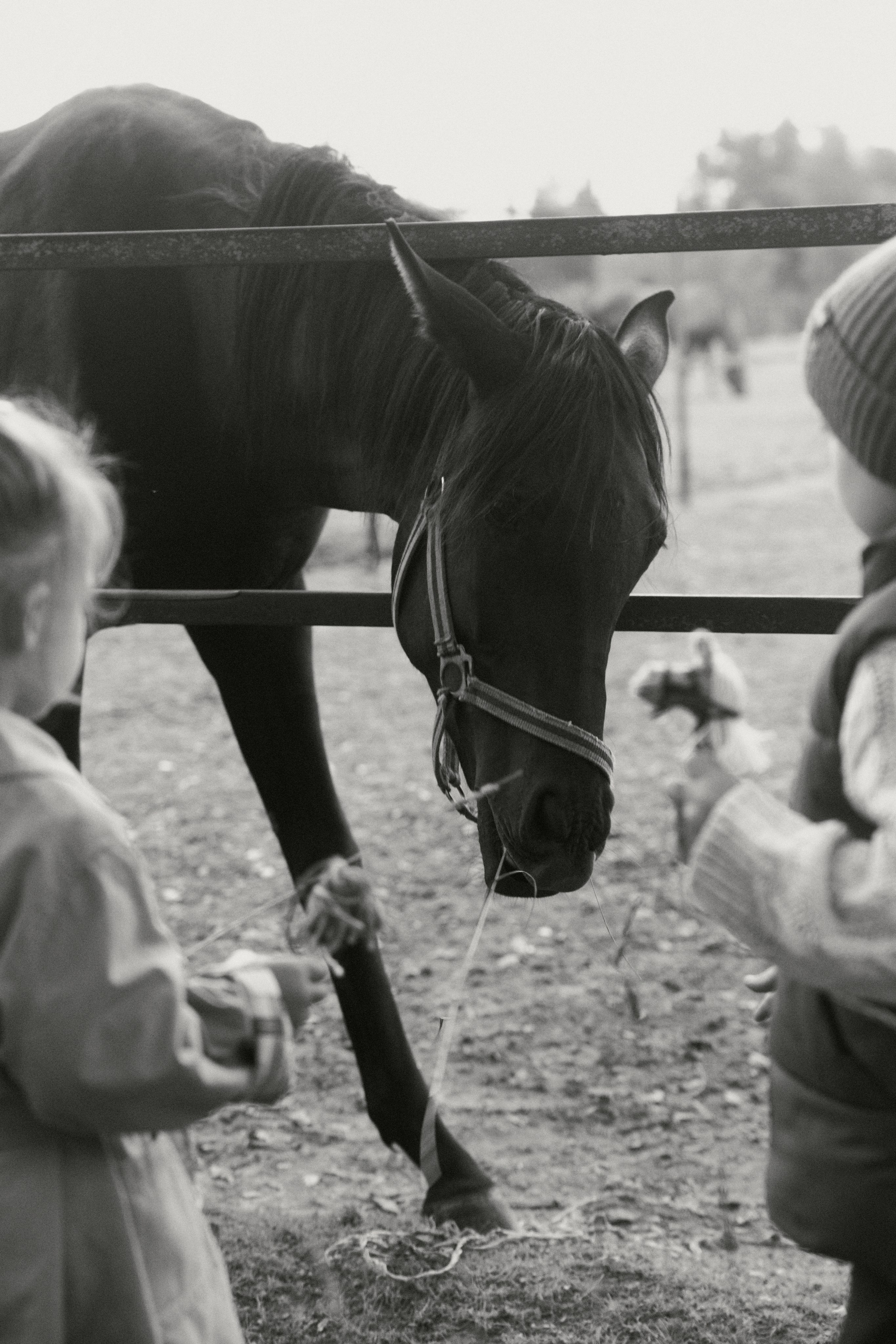 Дима + Юля + Гриша + Ариша. Семейный и детский фотограф Юлия Шох