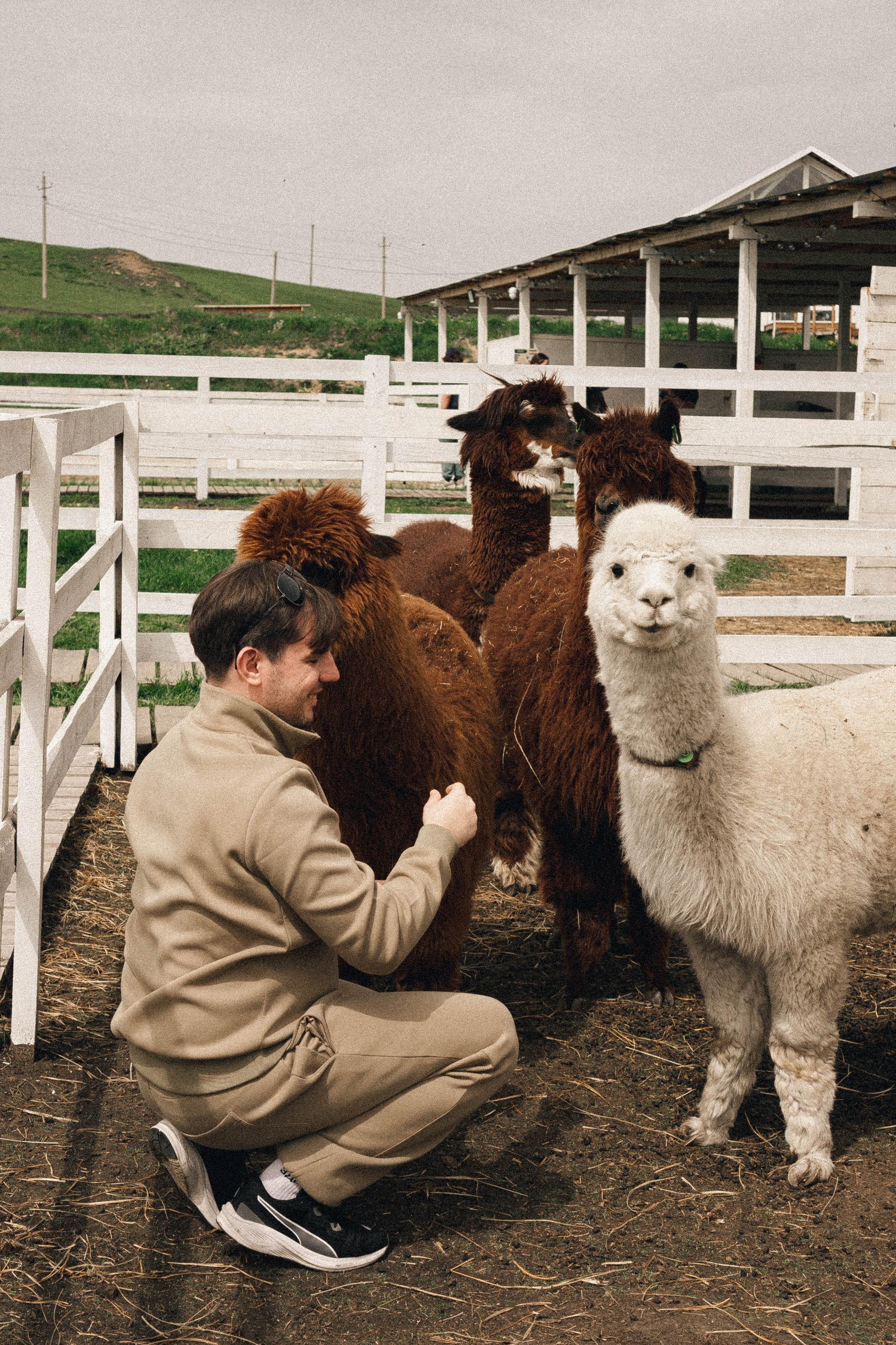 Ферма Альпак. Профессиональный фотограф, Санкт-Петербург — Виктория Богомолова