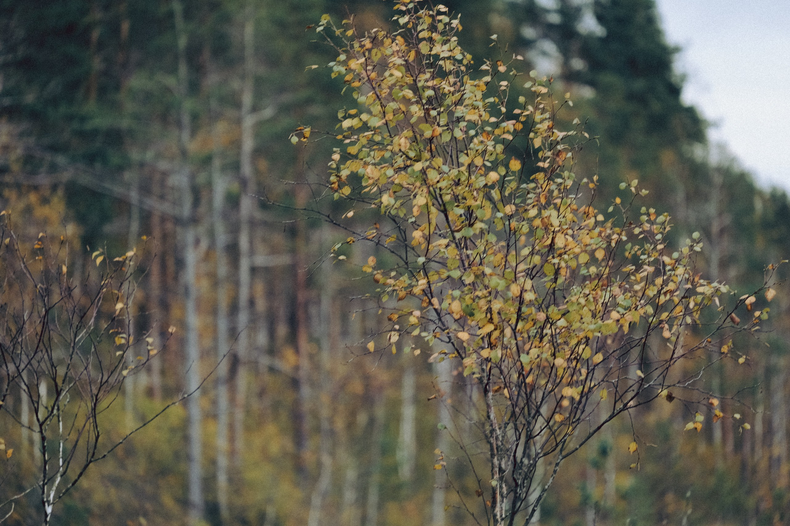 Осеняя прогулка. Профессиональный фотограф, Санкт-Петербург — Виктория Богомолова