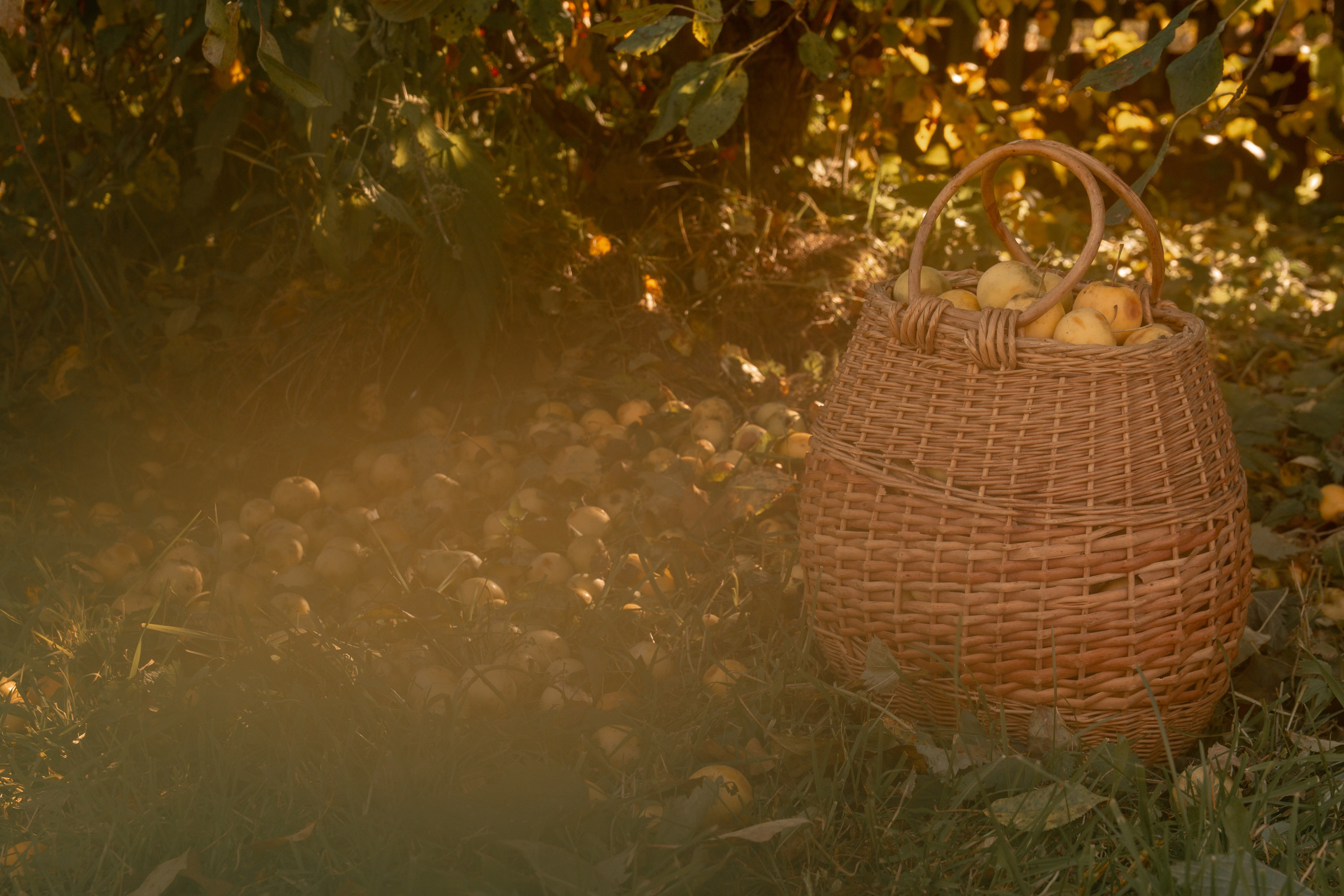 Пища для глаз. Ваш фотограф Северск | Томск