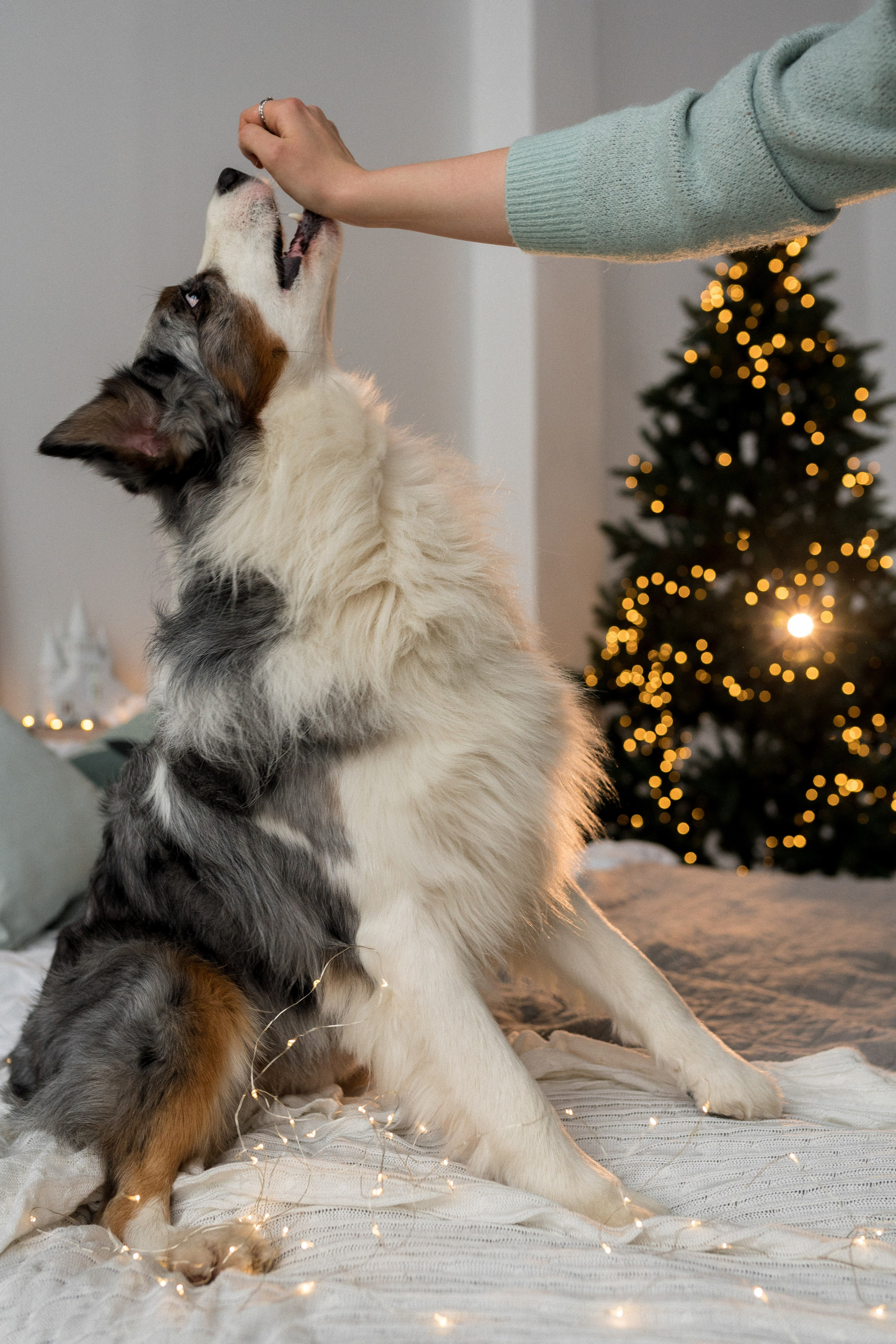 Новогоднее студия. Свадебный фотограф в Москве Анна Полушина