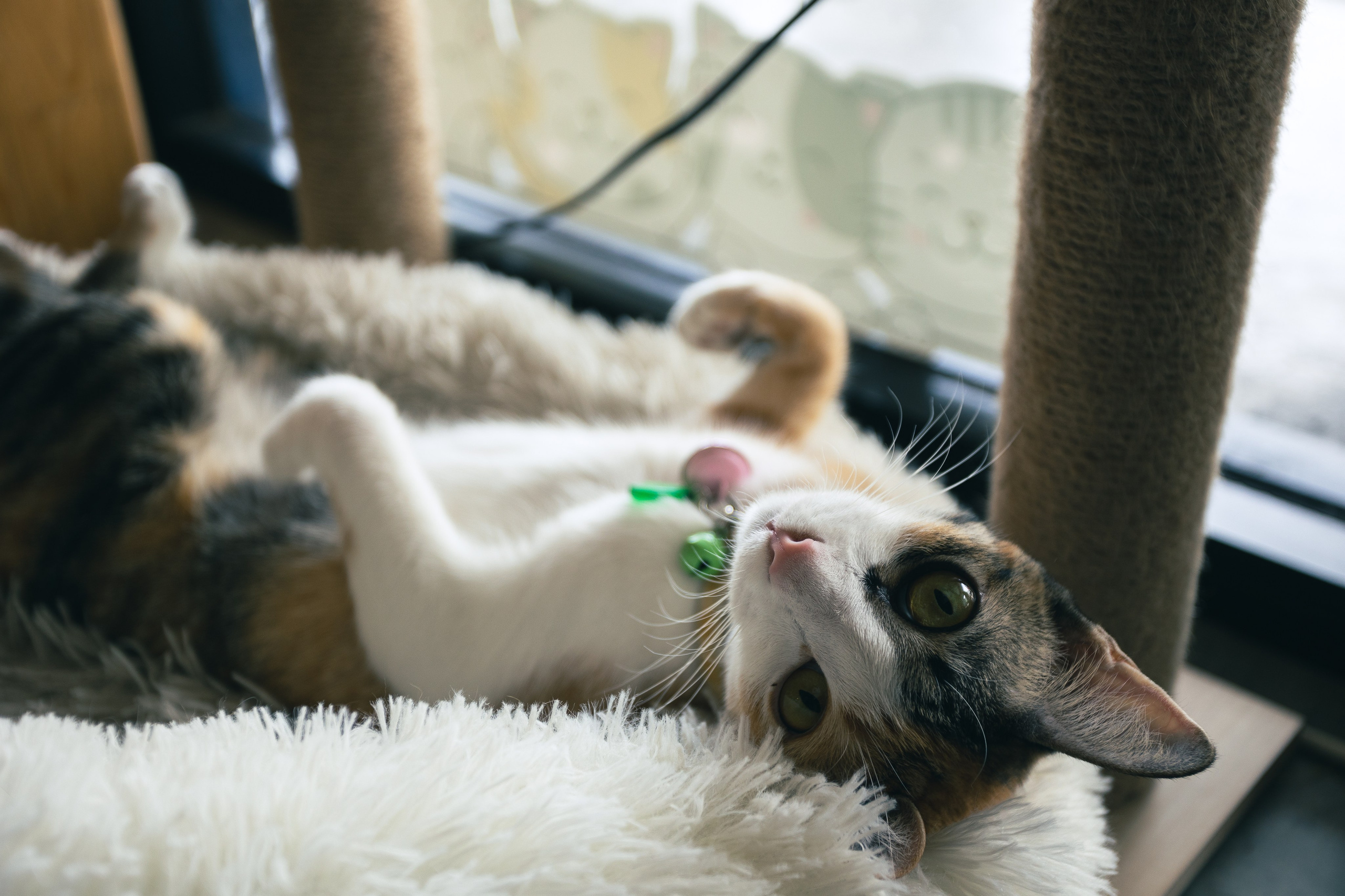 Cazz Cafe. Фотограф Сонкина Татьяна