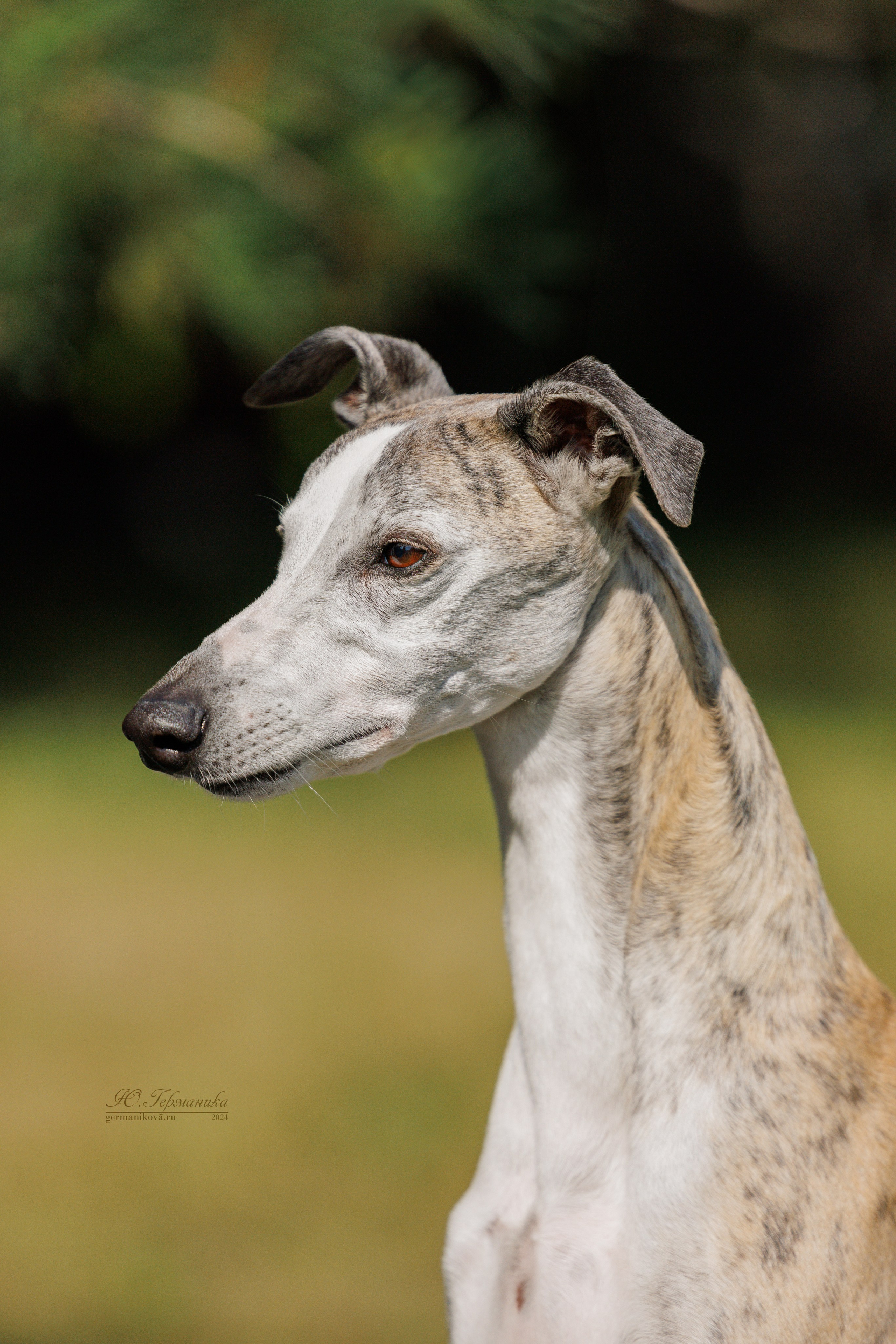 Астана 2хCACIB 17-18.08.2024. Фотограф-анималист Юлия Германика