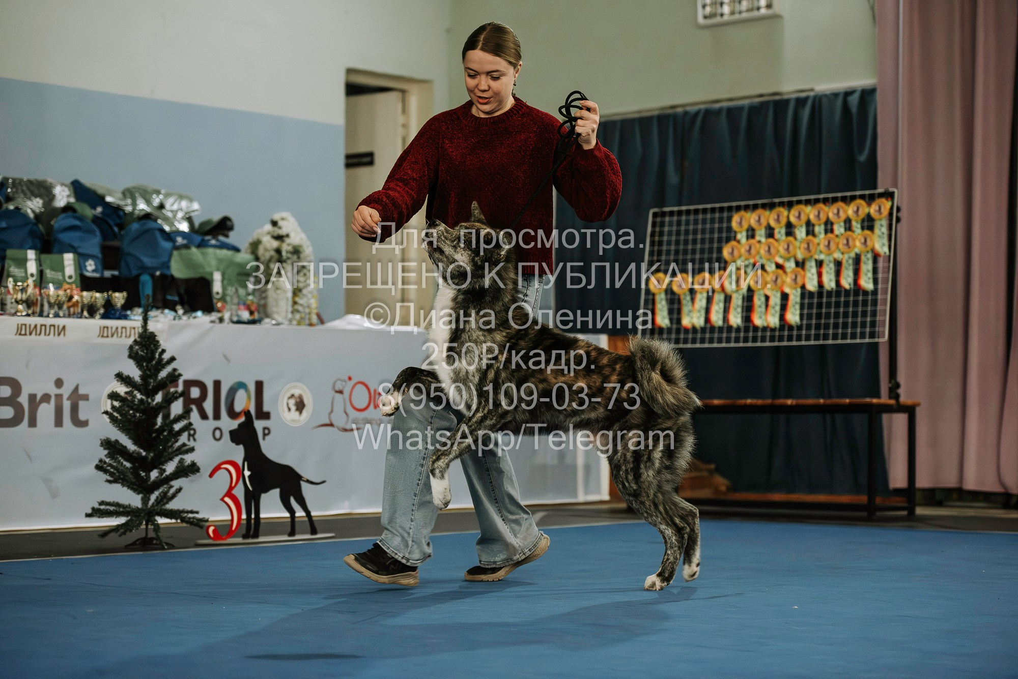 Выставка собак Красноярск 29.10.2023. Фотограф Диана Оленина Красноярск / Братск