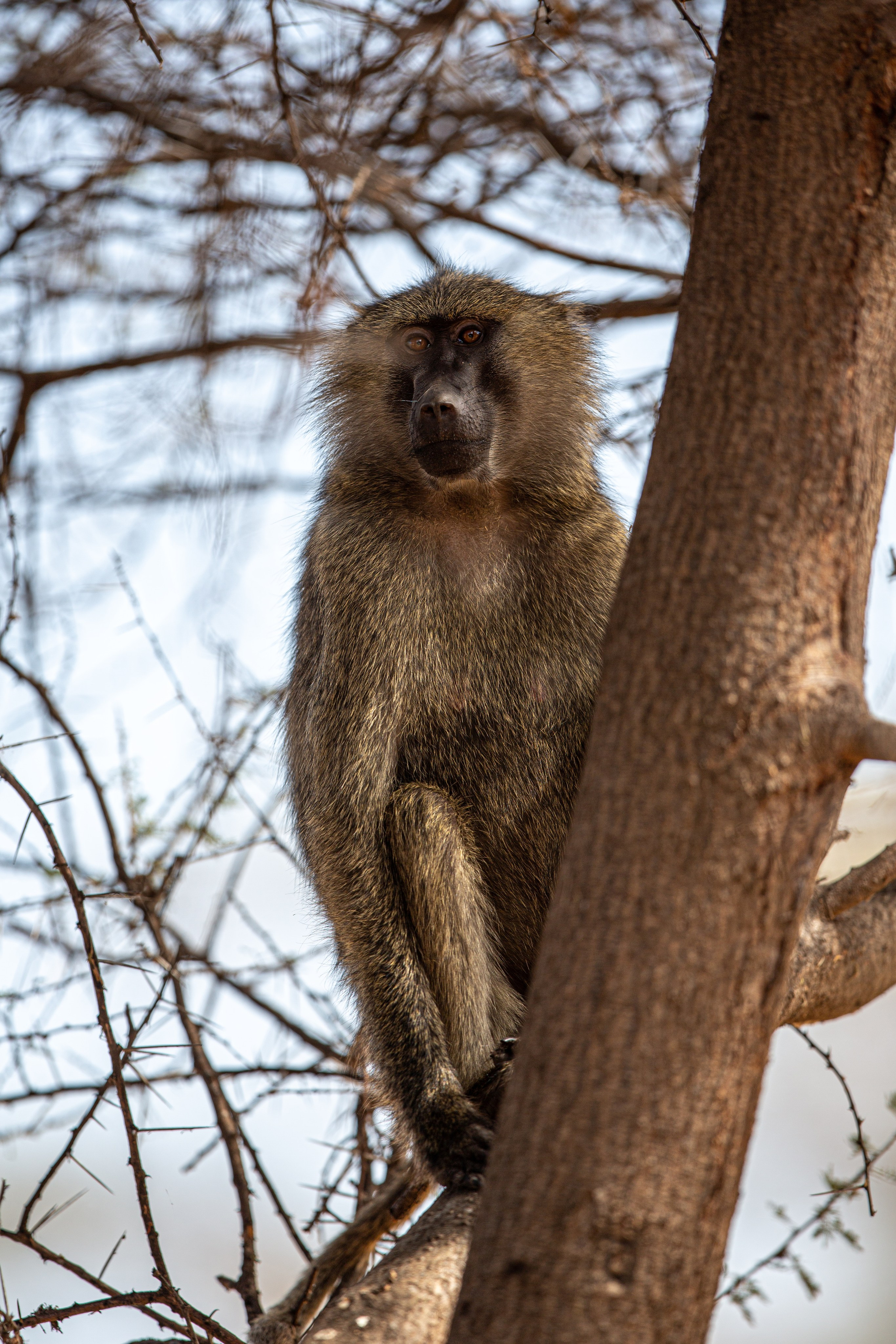 Танзания. Добродеева Алла фотограф, Москва
