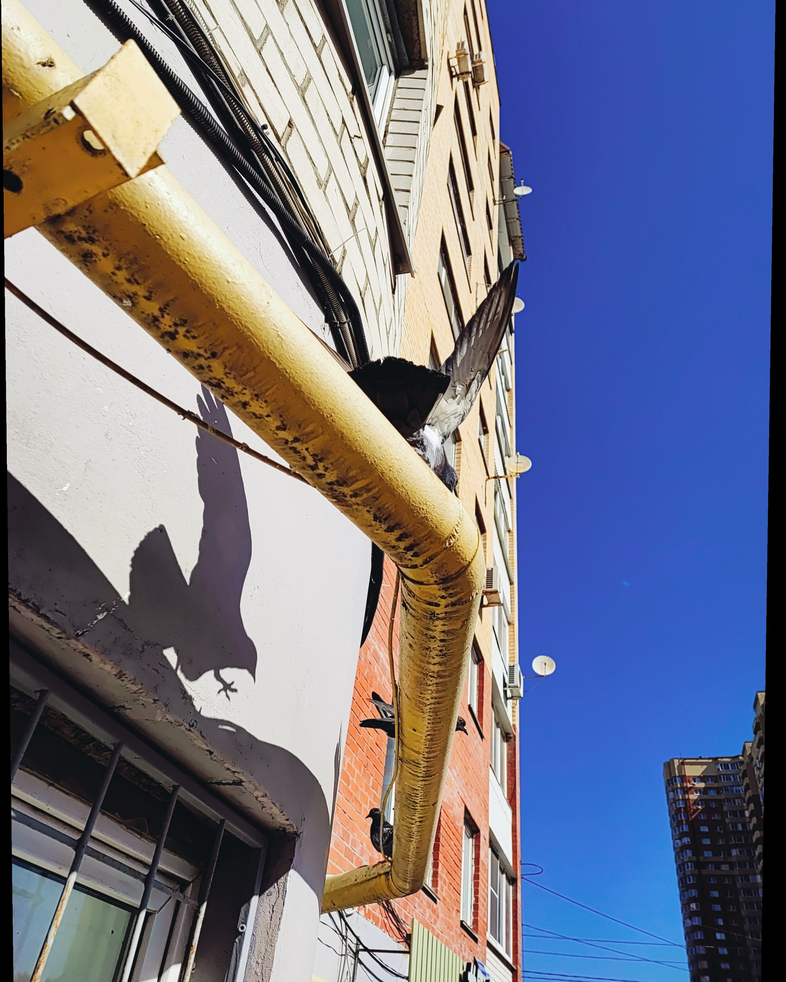 Намобилкус тульский. Репортажный фотограф Алексей Пирязев