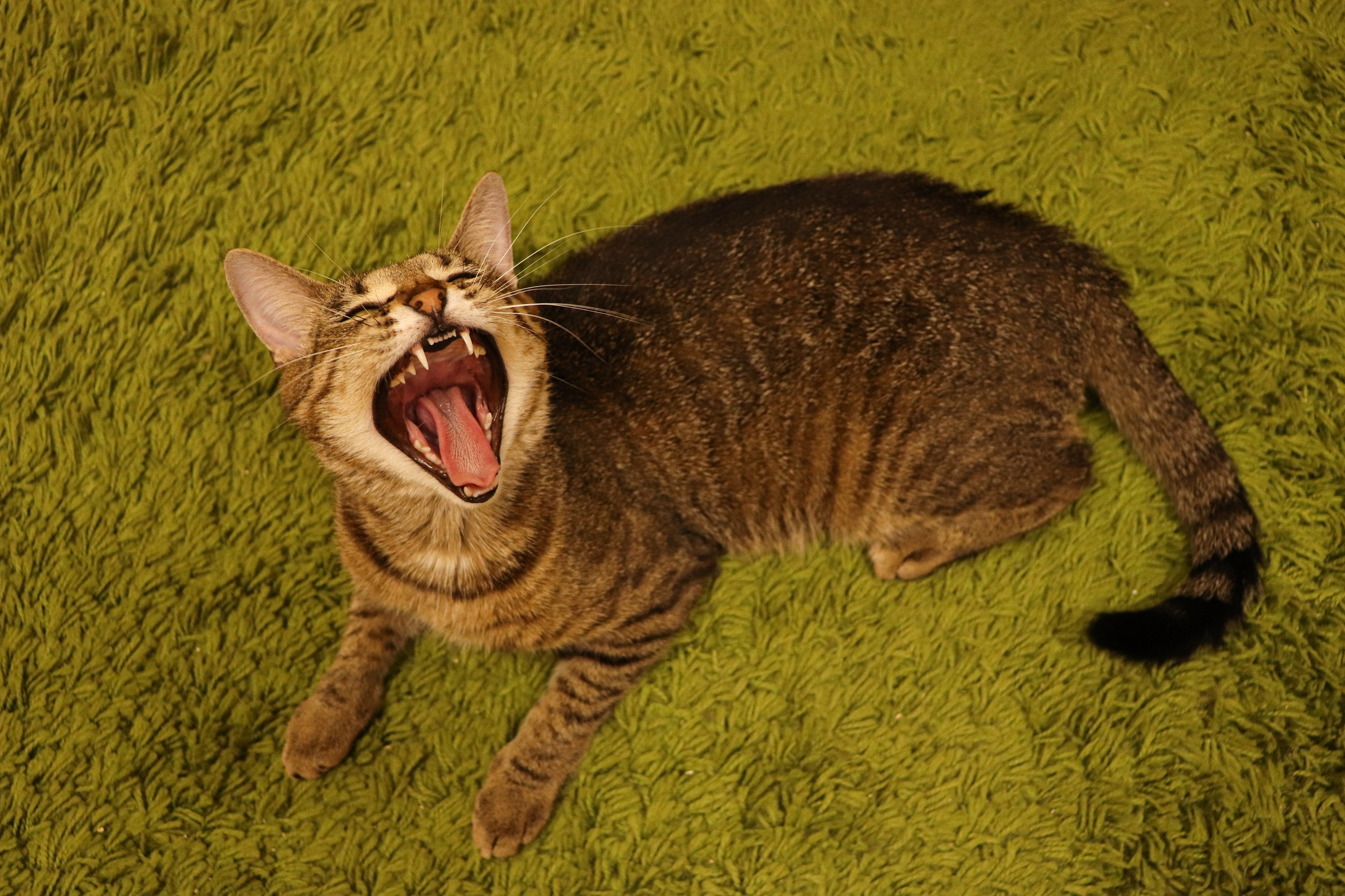 Петербургский дом кота (27 июня 2024). Ивентный фотограф в Санкт-Петербурге Олег Комков