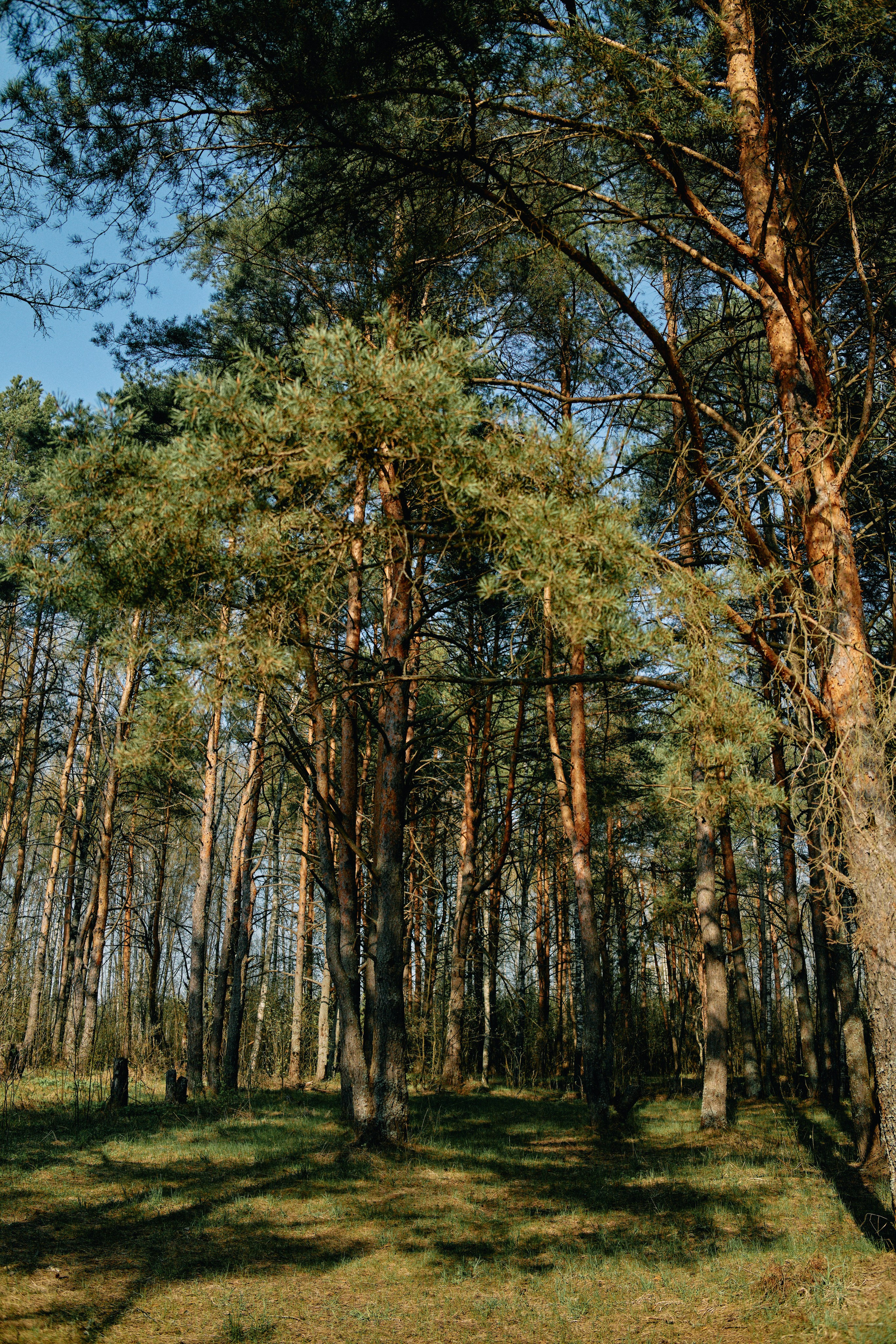 Бутик-отель Поле летом. Профессиональный Фотограф во Владимире, в Москве и в Суздале — Полина Романычева