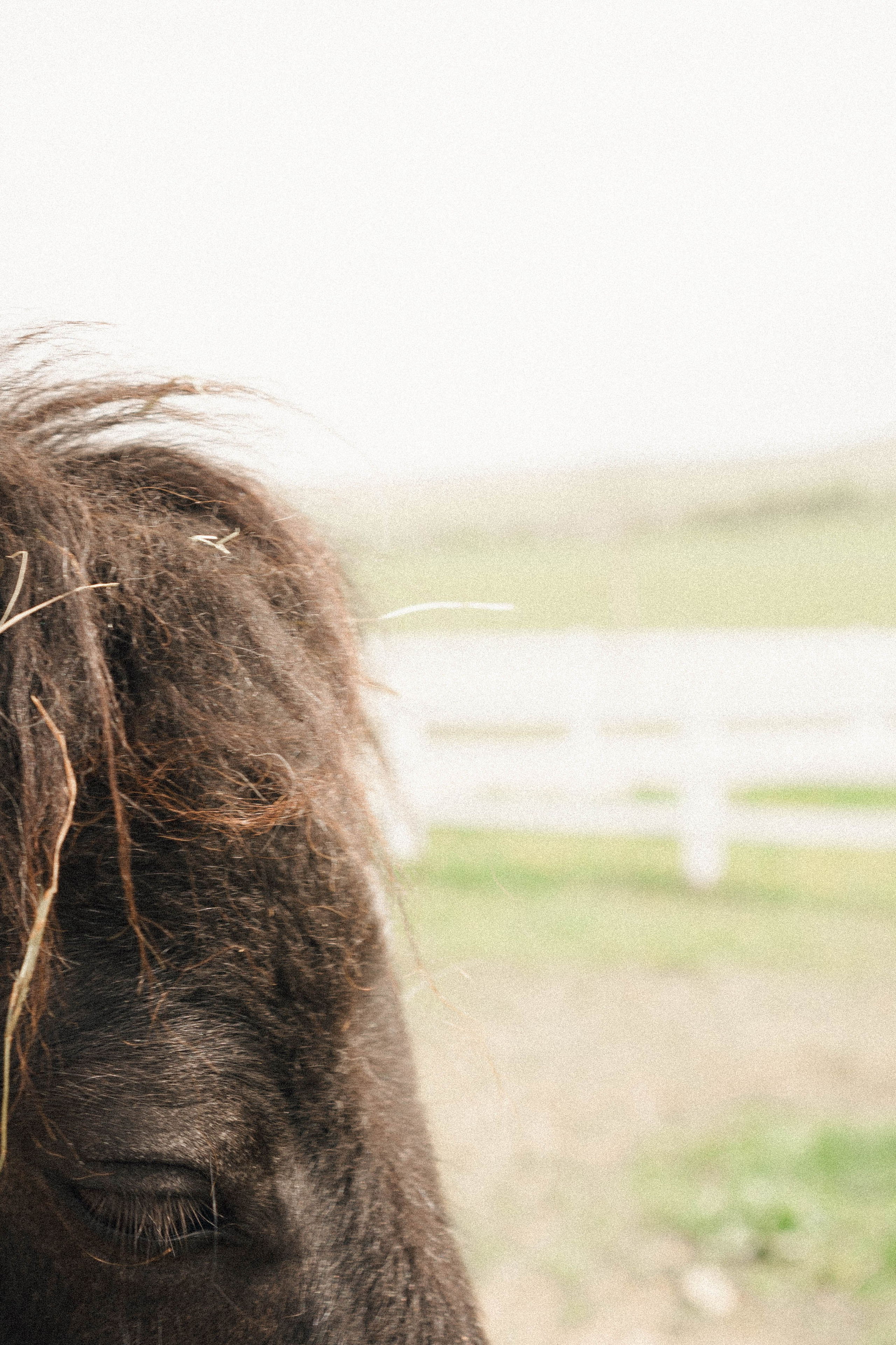 Ферма Альпак. Профессиональный фотограф, Санкт-Петербург — Виктория Богомолова