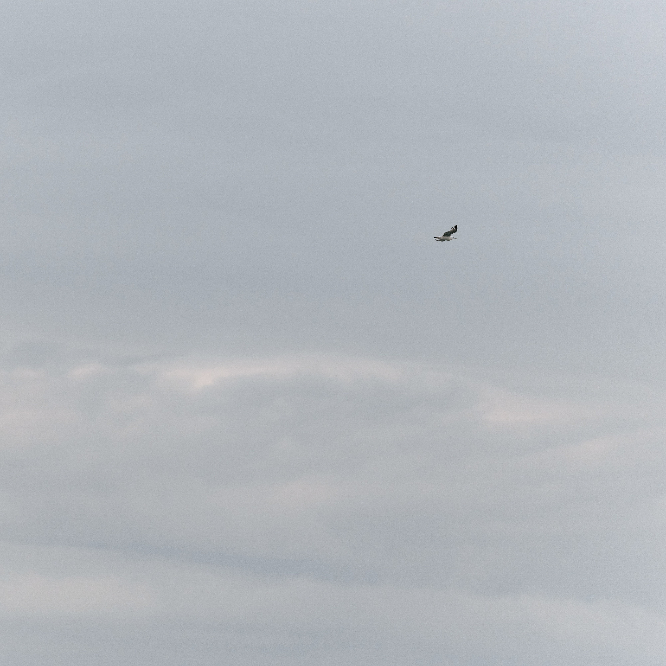 Денис и Анастасия. Wedding and Reportage photographer Marmarov Christya