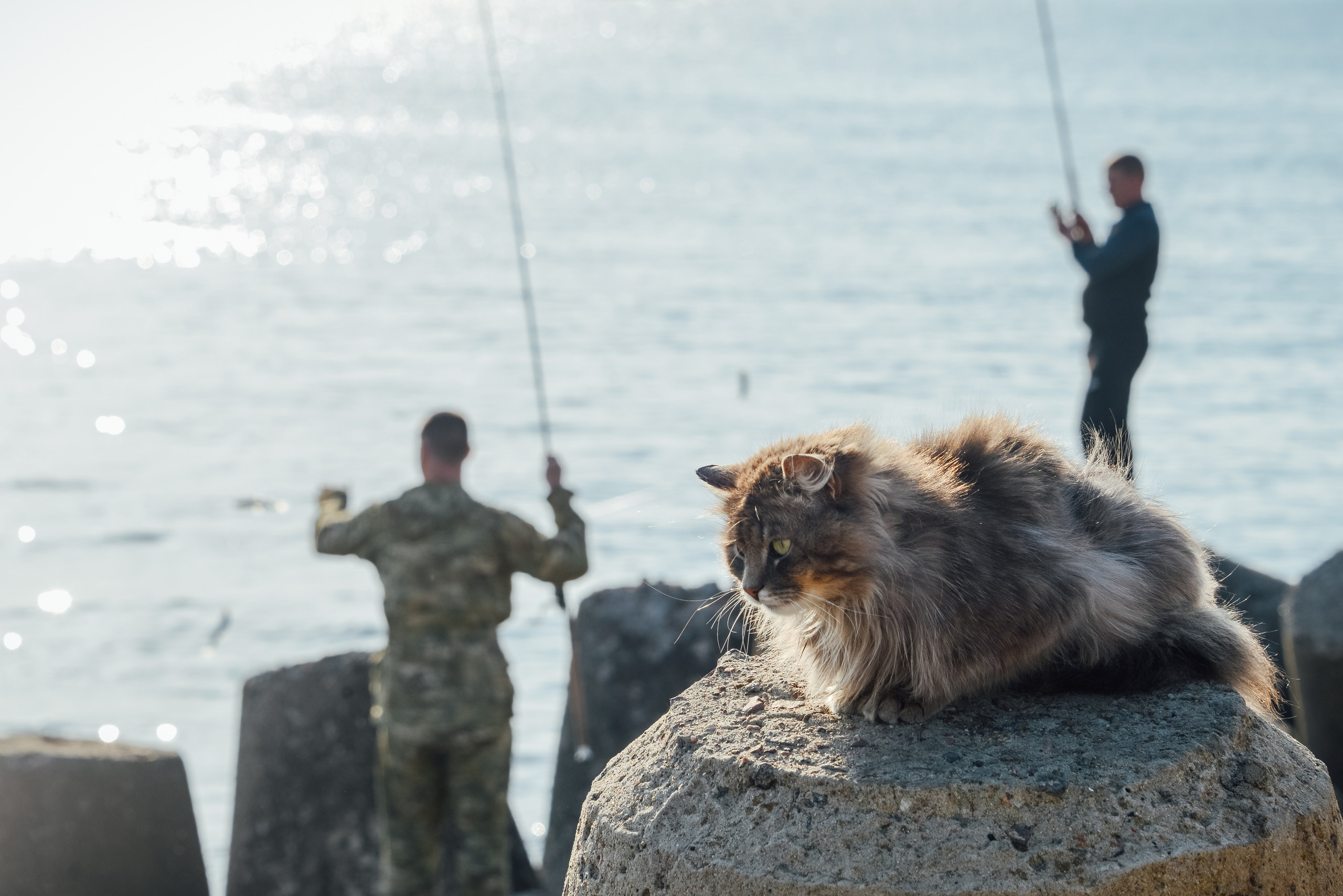 Кот на рыбалке, рыбаки на заднем плане на фоне моря.