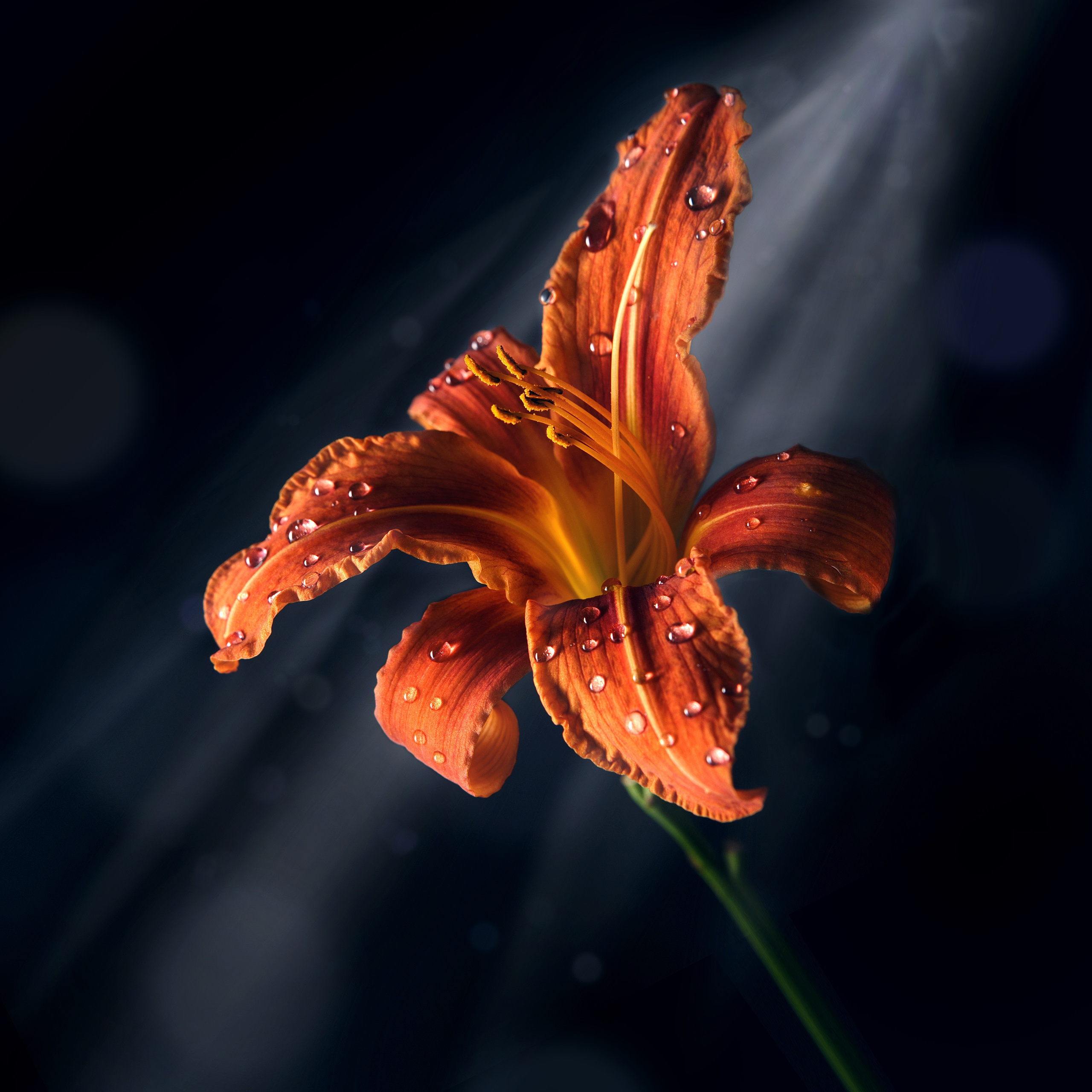 Цветы. Фотограф Мария Кольцова