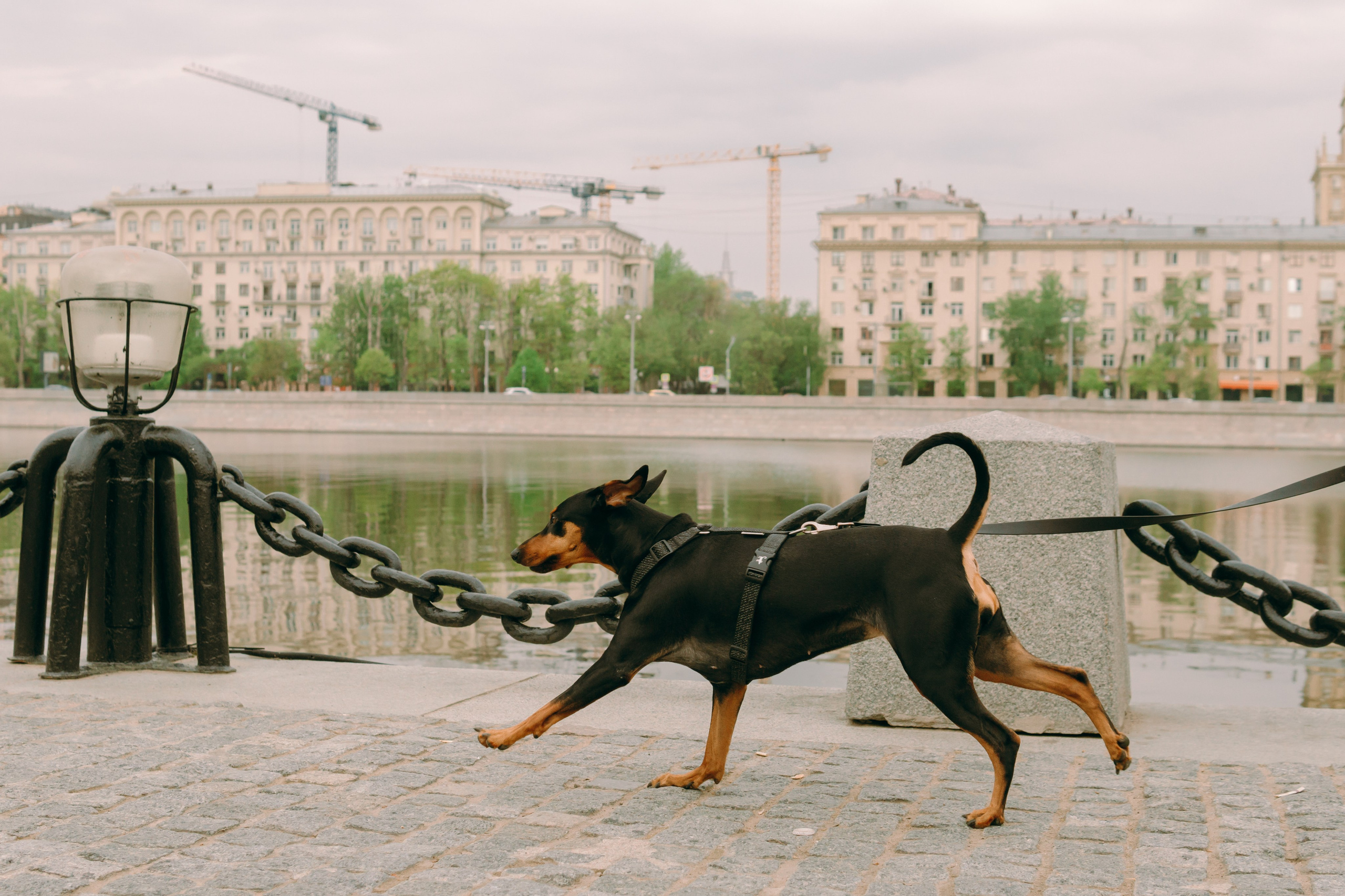 Кира, Максим и Аскара. Фотограф-анималист Ксения Воробьева, Москва