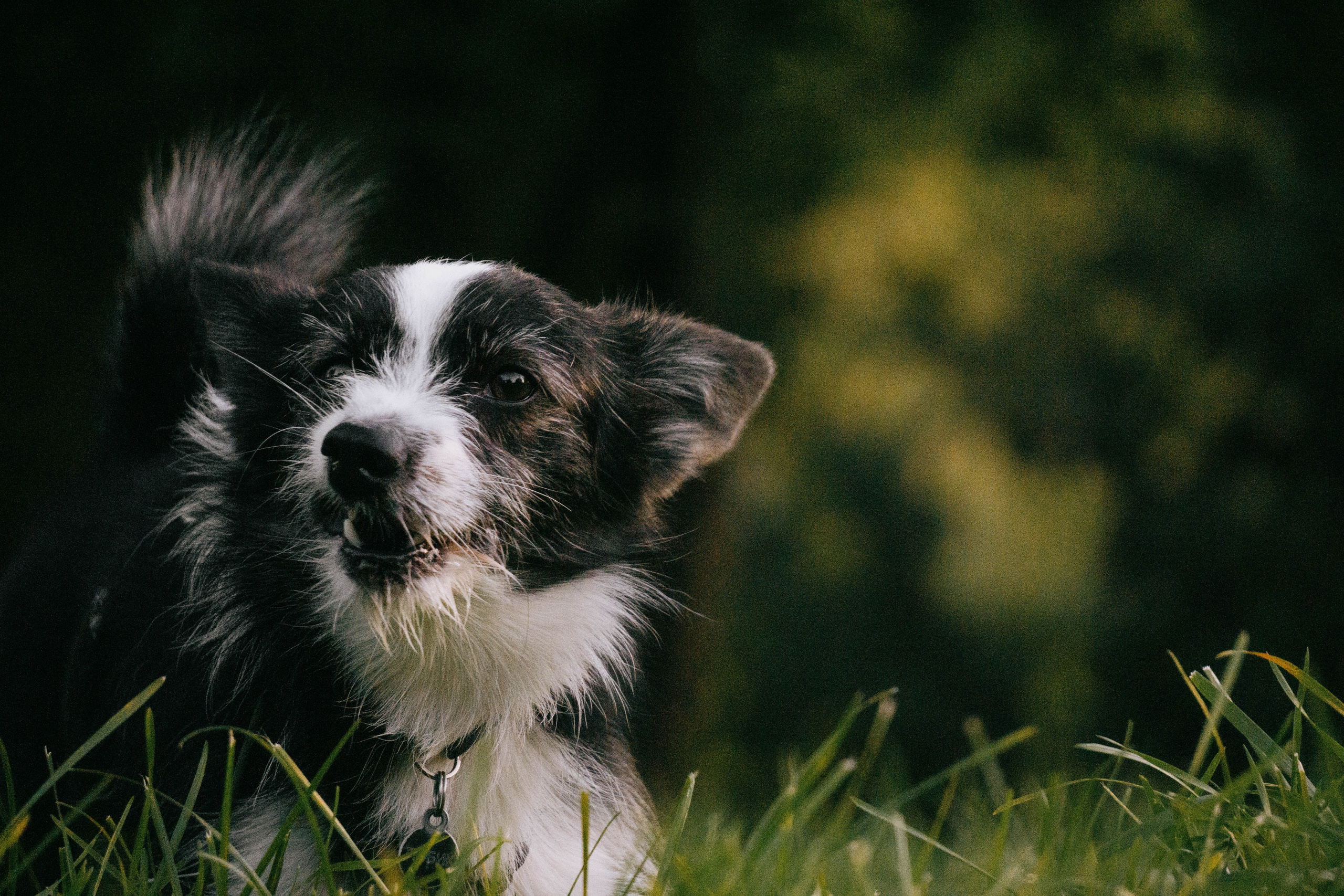 Даша и Тюбик. Фотограф-анималист Ксения Воробьева, Москва
